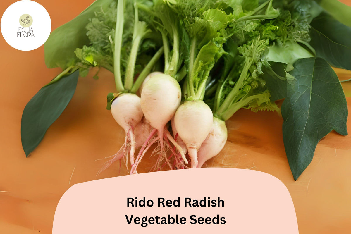 Rido Red Radish Seeds – Heirloom, Non-GMO, Fast-Growing, Bright Red Roots, Raphanus sativus, Vegetable Garden Planting
