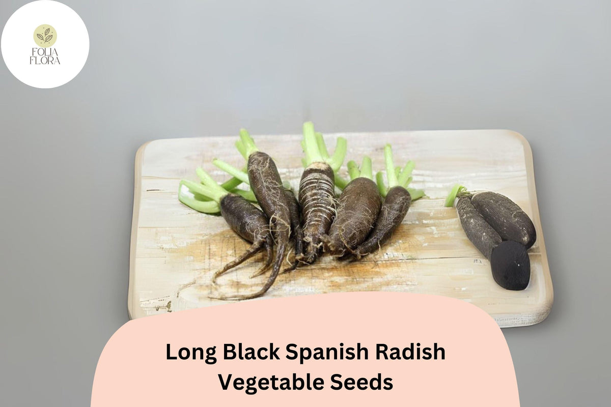 Long Black Spanish Radish Seeds – Heirloom Winter Radish Raphanus sativus var. niger, Dark Skin, Crisp White Flesh, Cool-Season Planting