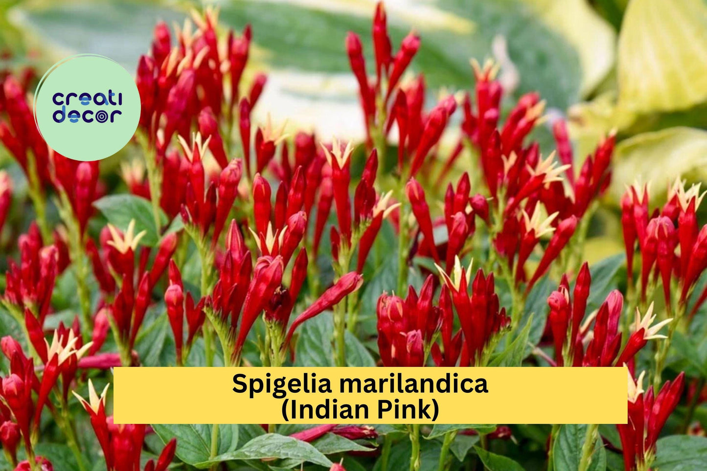 Spigelia marilandica Indian Pink Perennial Bare Root Plant with Red and Yellow Flowers for Shade Gardens
