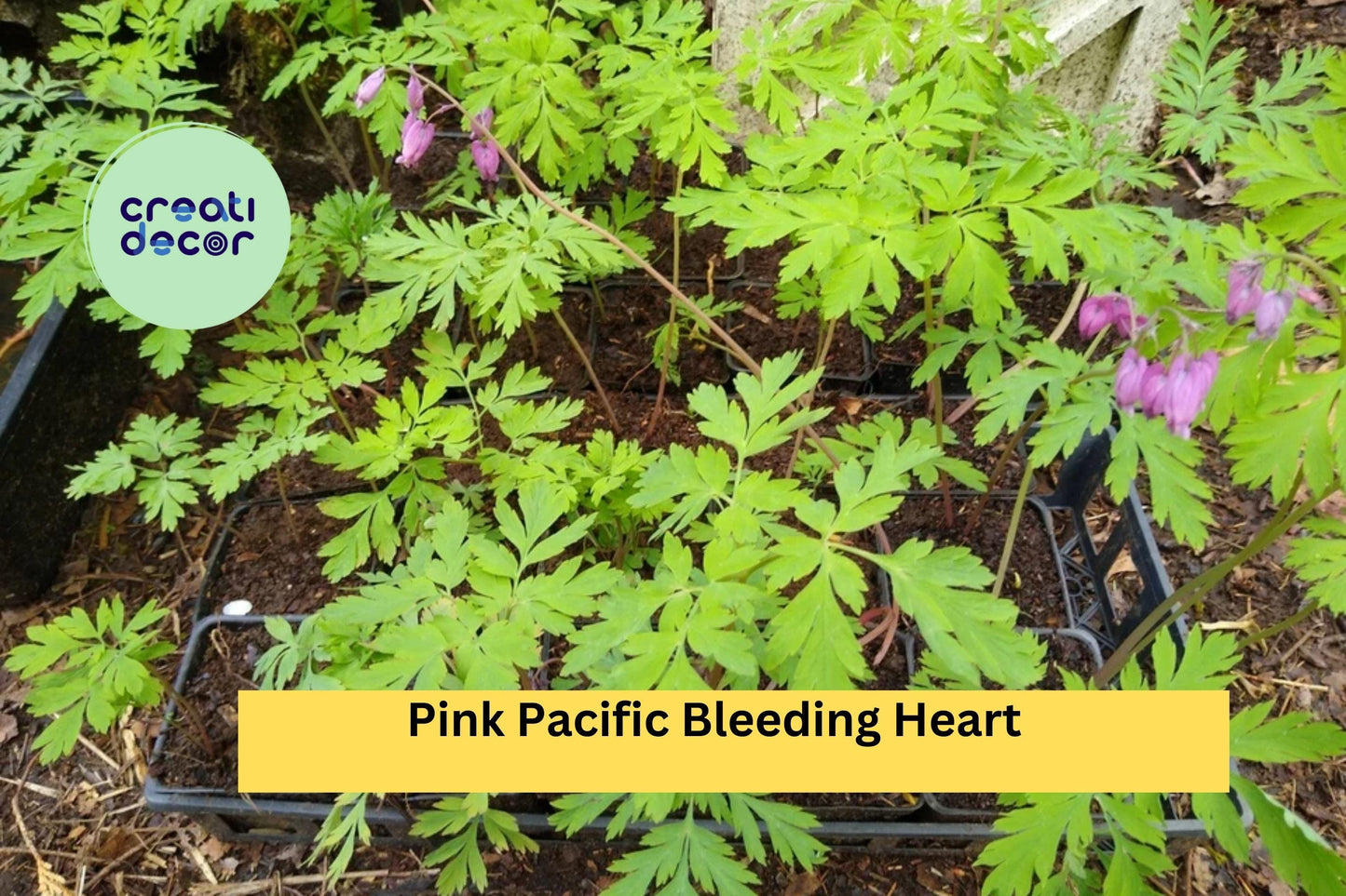 Pink Bleeding Heart Plants – Live Bare Root Perennials with Heart-Shaped Pink Blooms, Dicentra spectabilis, Shade Garden Flowers (Set of 5)