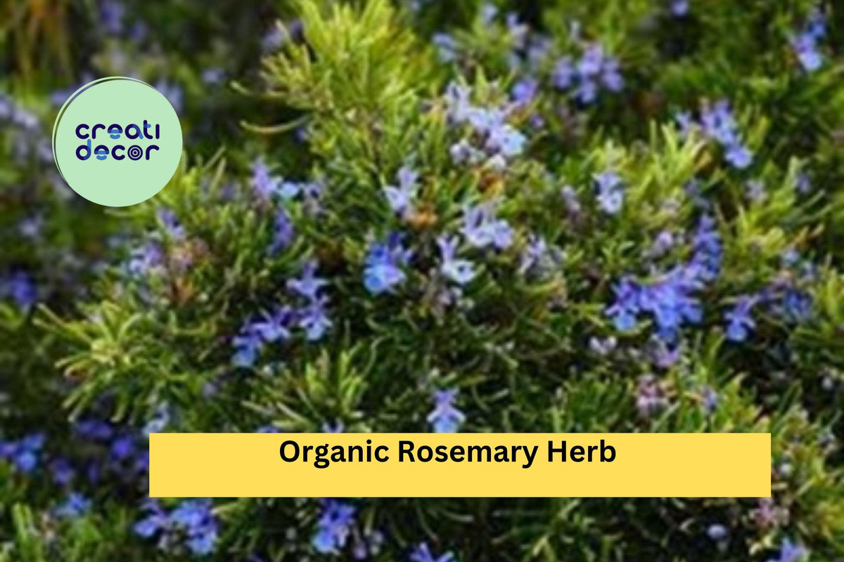 Organic Rosemary Live Cuttings – 12 Pack, Salvia rosmarinus Herb Starter Plants, Culinary & Ornamental Evergreen Shrubs