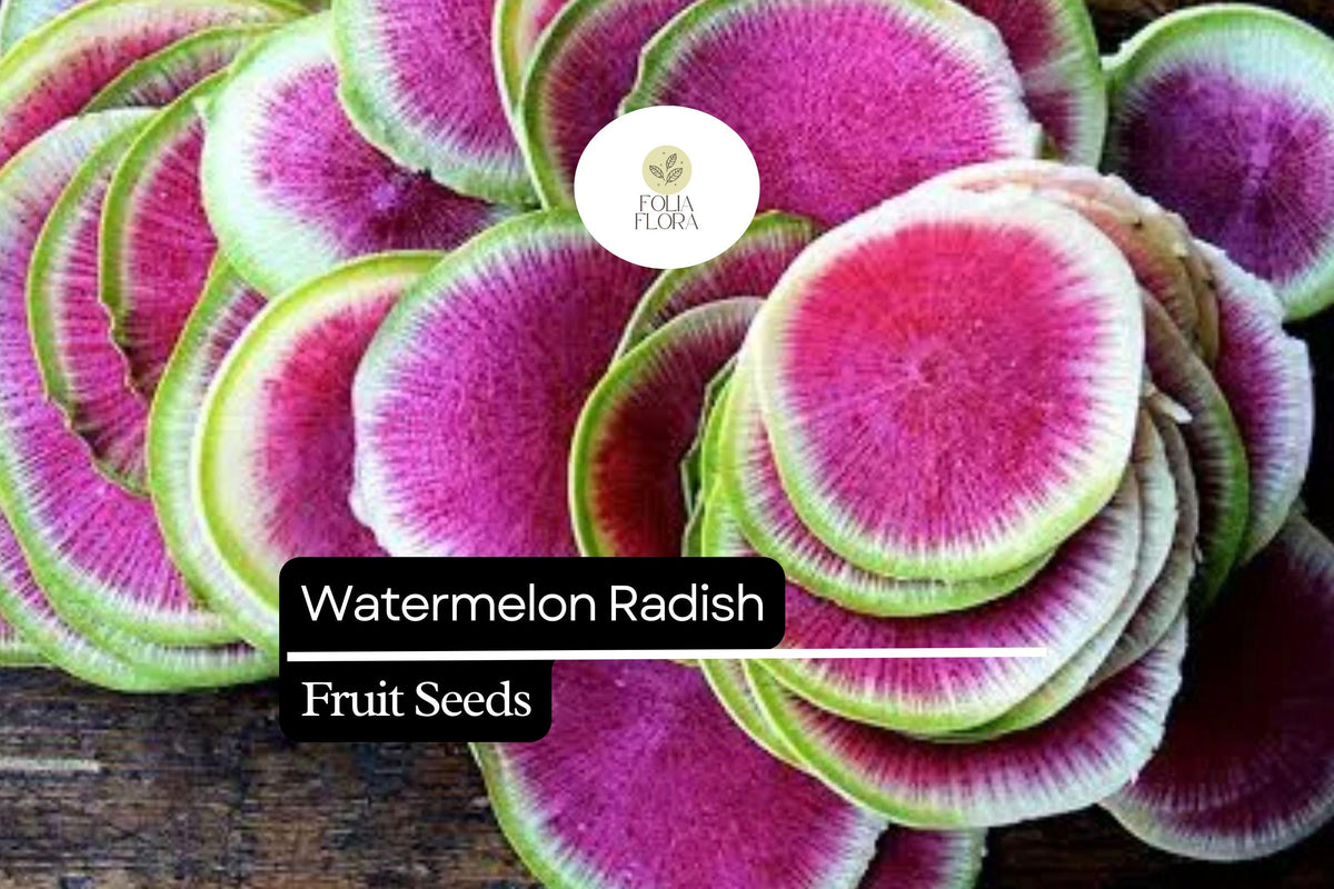 Watermelon Radish Seeds – Heirloom Raphanus sativus var. longipinnatus, Red Meat Radish, Cool-Season Garden Planting, Non-GMO, 500+ Seeds