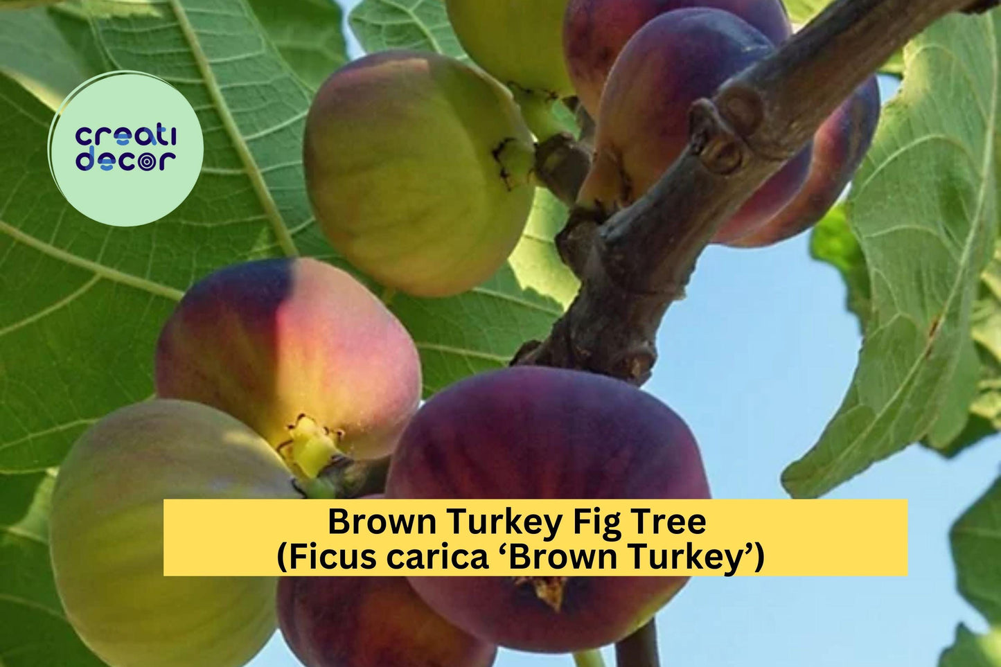 Brown Turkey Fig Tree Live Bare Root Starter Plug | Ficus carica Fruit Tree for Garden & Patio