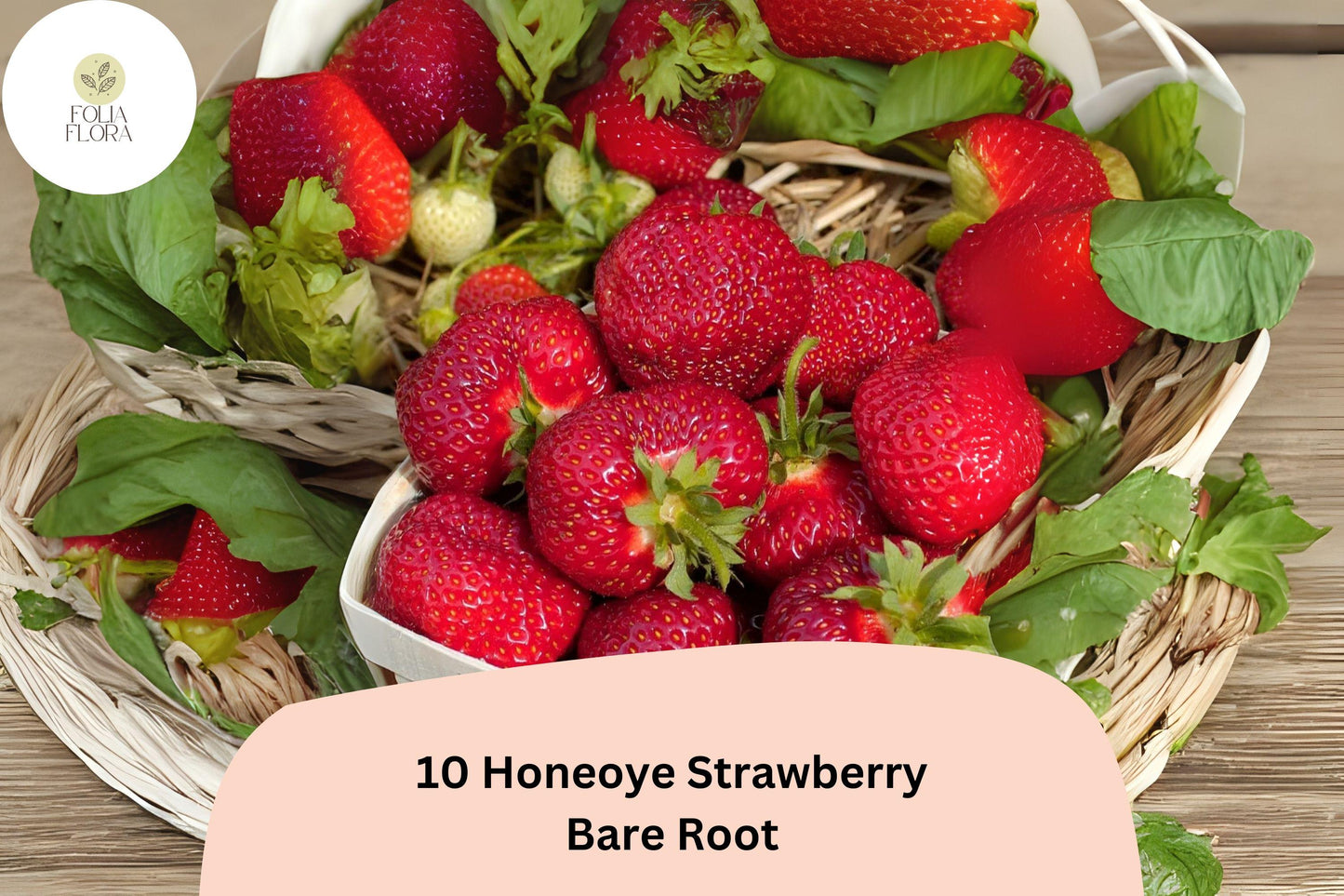 Honeoye Strawberry Plants | Live Bare Root | June Bearing, Large Red Berries, Fragaria × ananassa, Perennial Fruit Plant