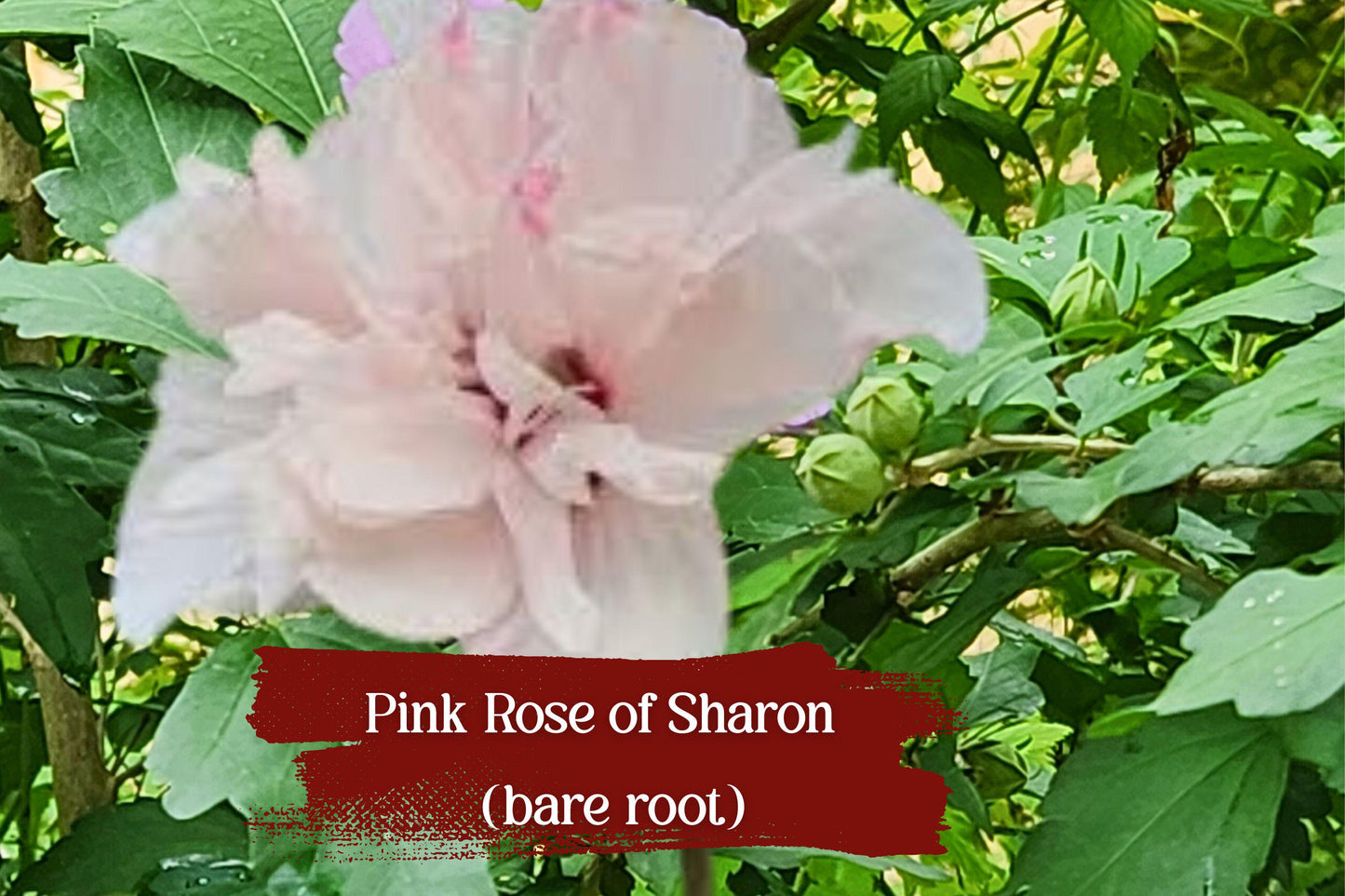 Live Double Pink Rose of Sharon Shrub, ½–1 ft Starter Plant, Hibiscus syriacus ‘Althea’ for Pollinators & Landscape
