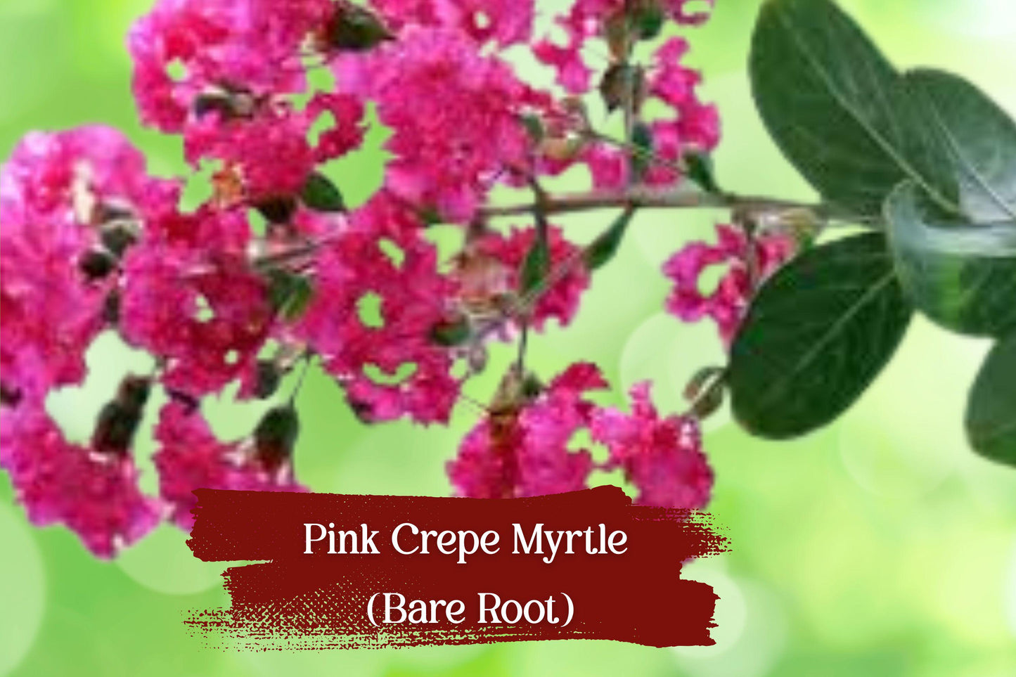 Hot Pink Crepe Myrtle Starter Plants – Lagerstroemia indica, Vibrant Dark Pink Flowers, Live Rooted Cuttings, Drought & Frost Tolerant