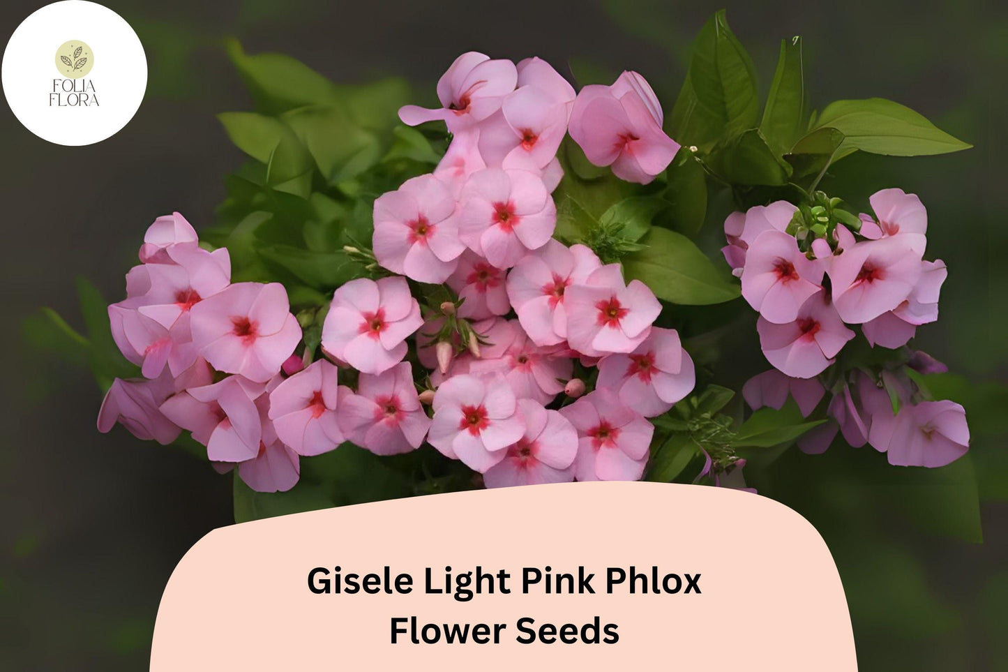 Gisele Light Pink Phlox Seeds – Annual Garden Flowers, Phlox drummondii Hybrid, Soft Pink Blooms, Butterfly Attracting, 100+ Seeds