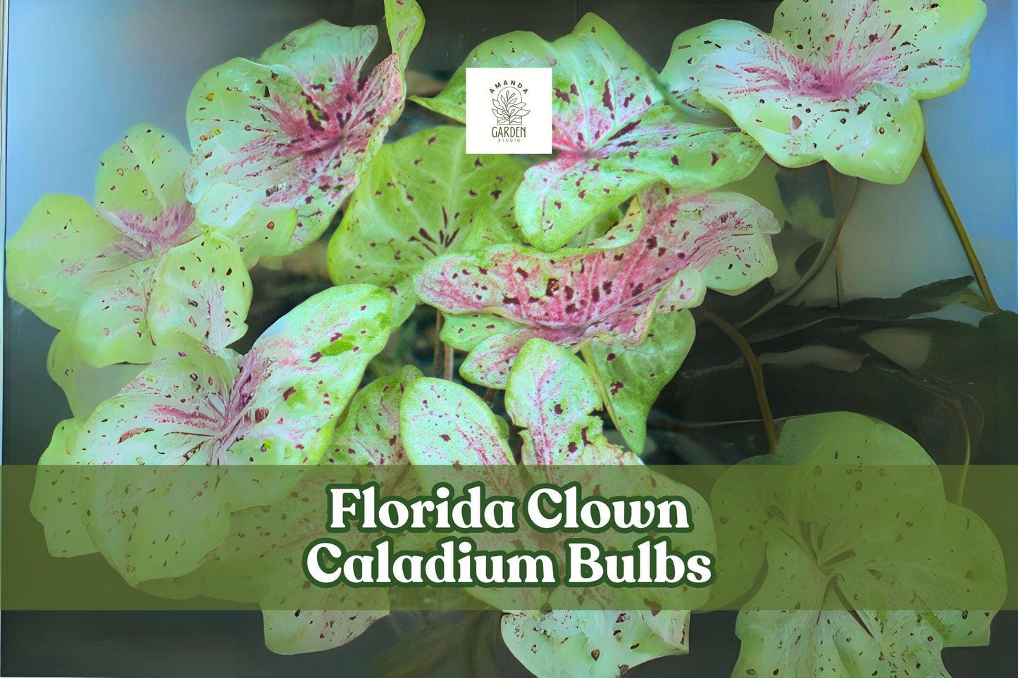 10 Florida Clown Caladium Bulbs - Fancy Leaf, Multicolored Foliage, Tropical Perennial, Shade Garden, Tubers