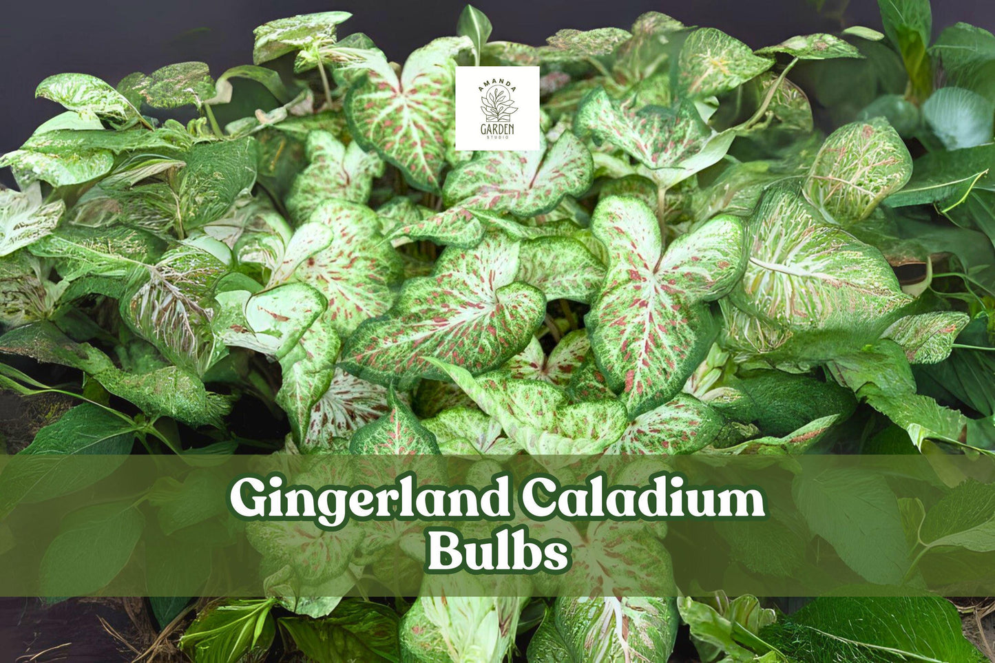 Gingerland Caladium Bulbs - Fancy Leaf Tropical Foliage, Pink Veins, White & Green Speckled, Live Tubers for Shade Gardens & Indoor Pots