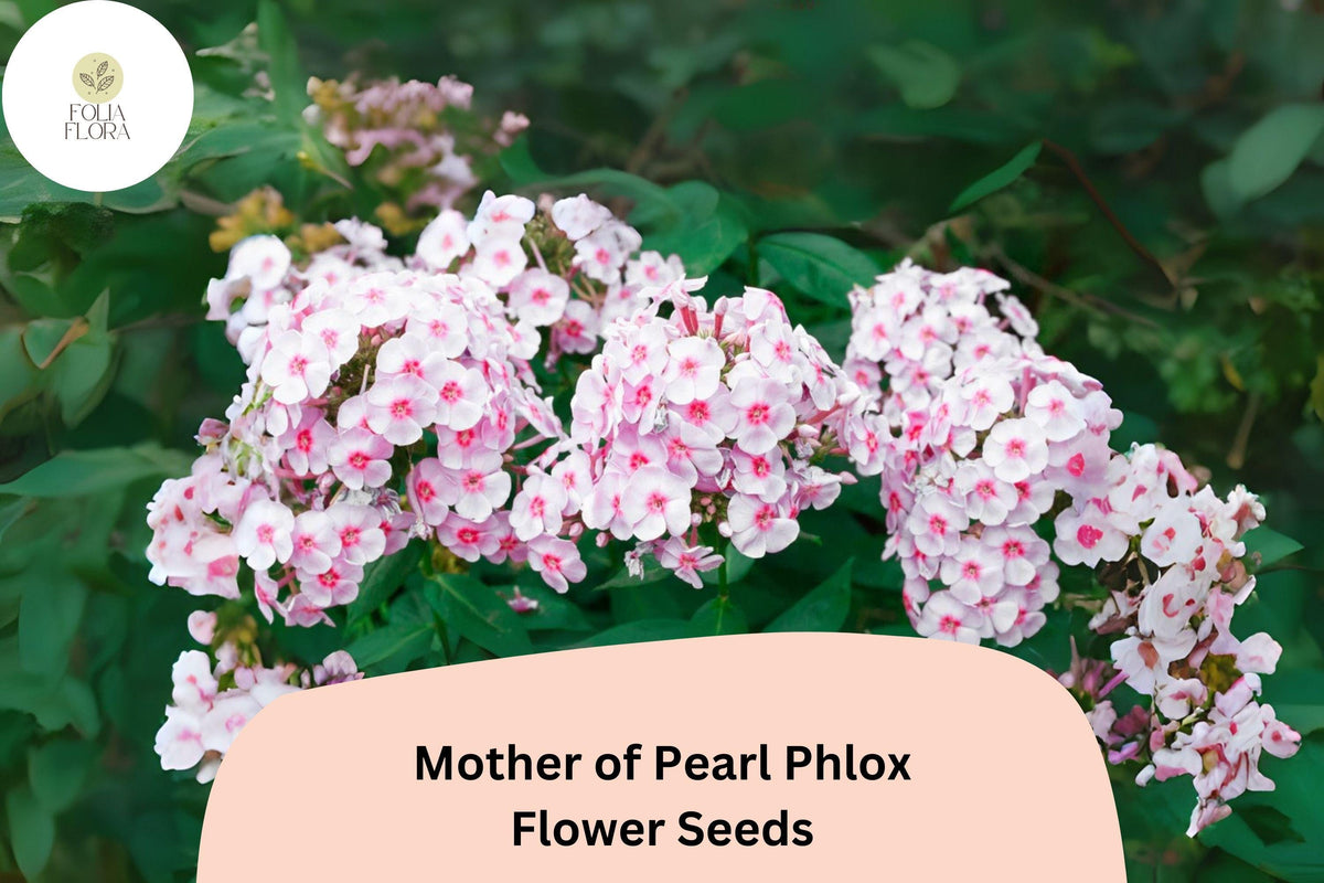 Mother of Pearl Phlox Seeds, Perennial Flower, White to Blush-Pink, Phlox paniculata, Butterfly & Hummingbird Attractant