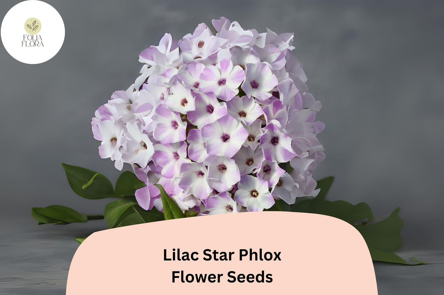 Lilac Star Phlox Seeds – Fragrant Perennial Garden Flowers with Lilac-Purple Star-Shaped Blooms – Phlox paniculata