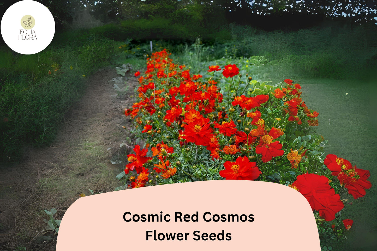 200+ Cosmic Red Cosmos Seeds | Bright Red Annual Flower | Cosmos sulphureus ‘Cosmic Red’ for Garden, Borders, Containers