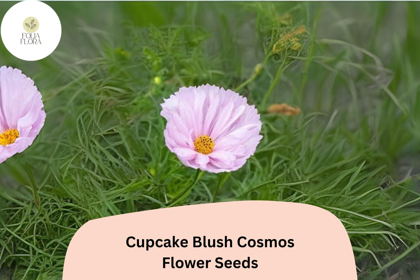 Cupcake Blush Cosmos Seeds | Soft Pink Flowers | Cosmos bipinnatus ‘Cupcake Blush’ | Pollinator-Friendly Annual