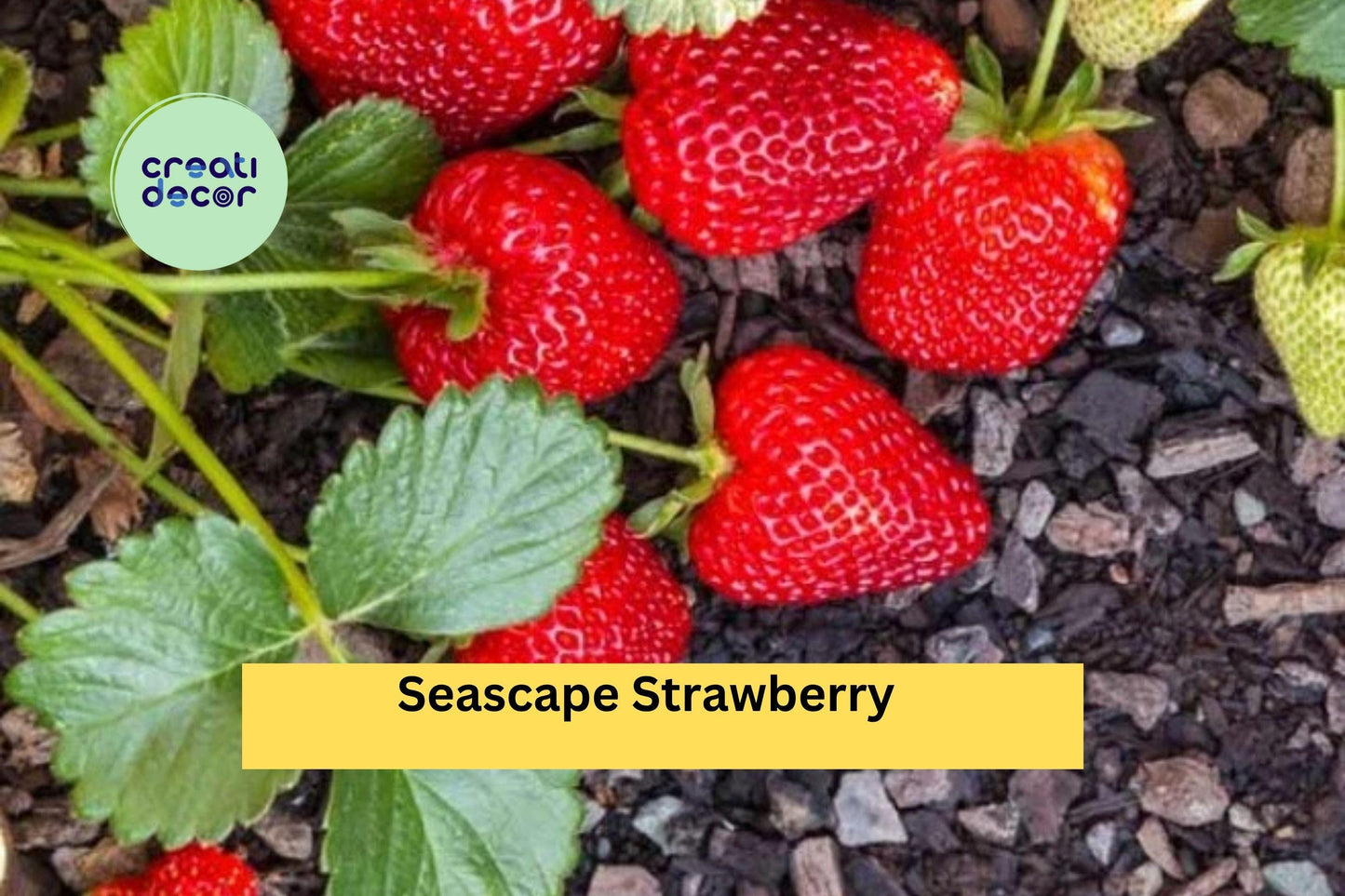 Seascape Strawberry Plants Set of 10 Bare Root Runners | Day-Neutral Fragaria × ananassa for Garden, Containers