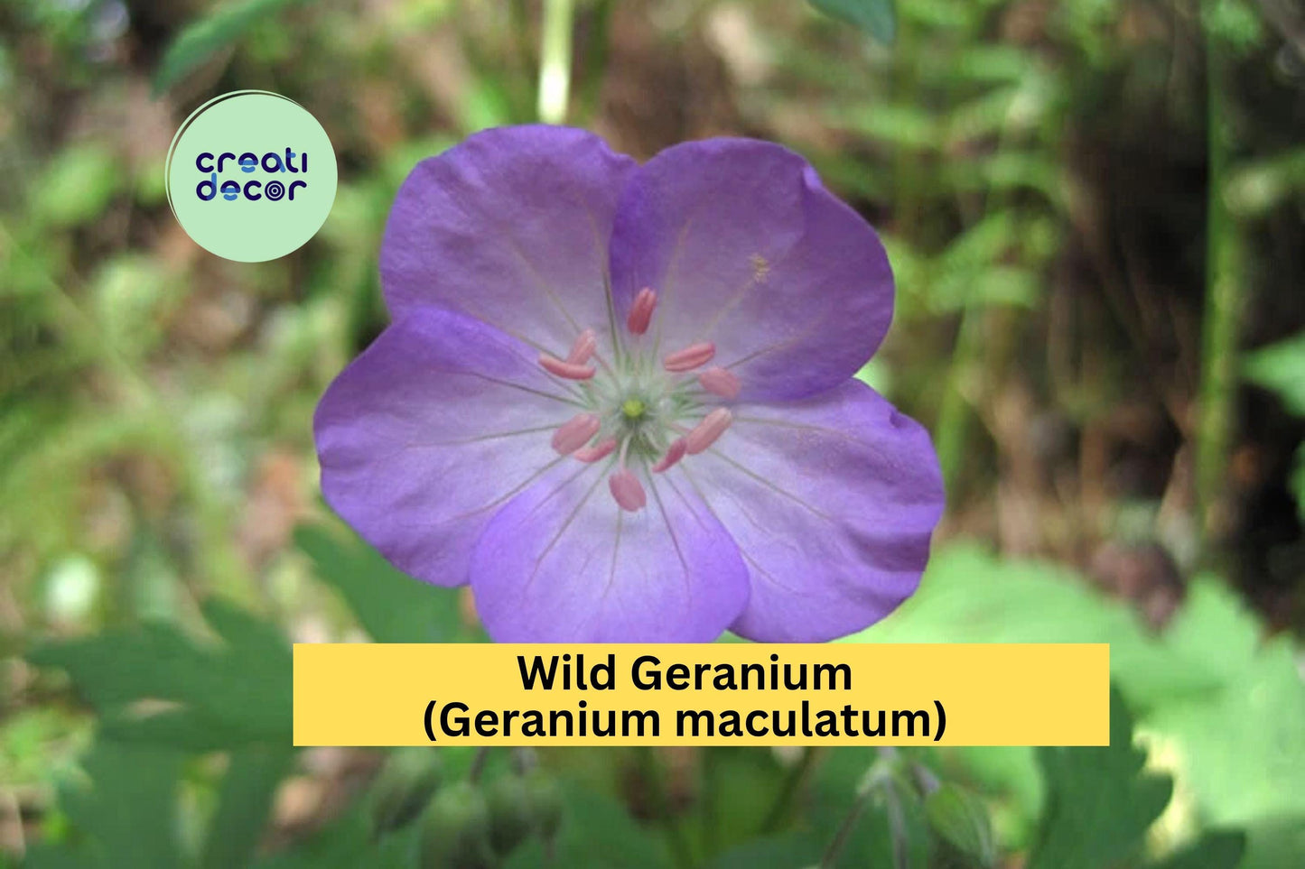 Wild Geranium Plants Set of 15 | Geranium maculatum Native Perennial Flowering Plants for Shade Gardens