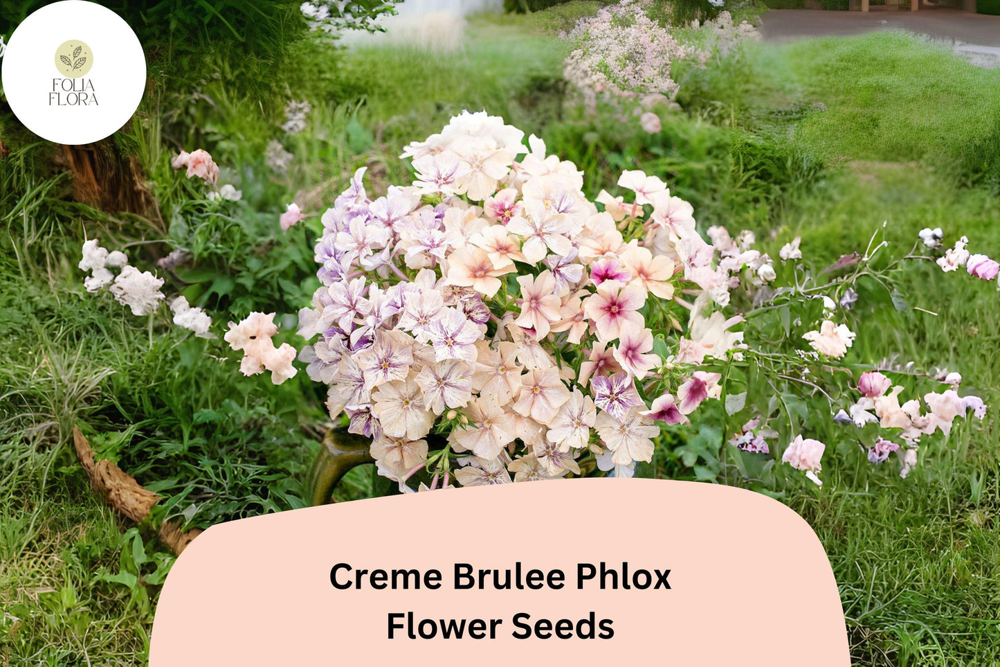 Crème Brulee Phlox Seeds | Creamy Yellow Annual Flower for Garden Beds & Containers | Phlox drummondii