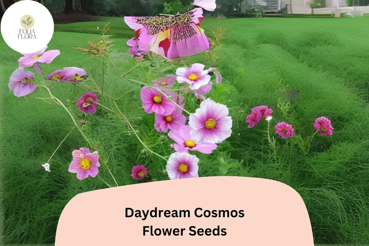 Daydream Cosmos Seeds | Bicolor Pink & White Annual Flower | Cosmos bipinnatus ‘Daydream’ | Easy to Grow Pollinator Plant
