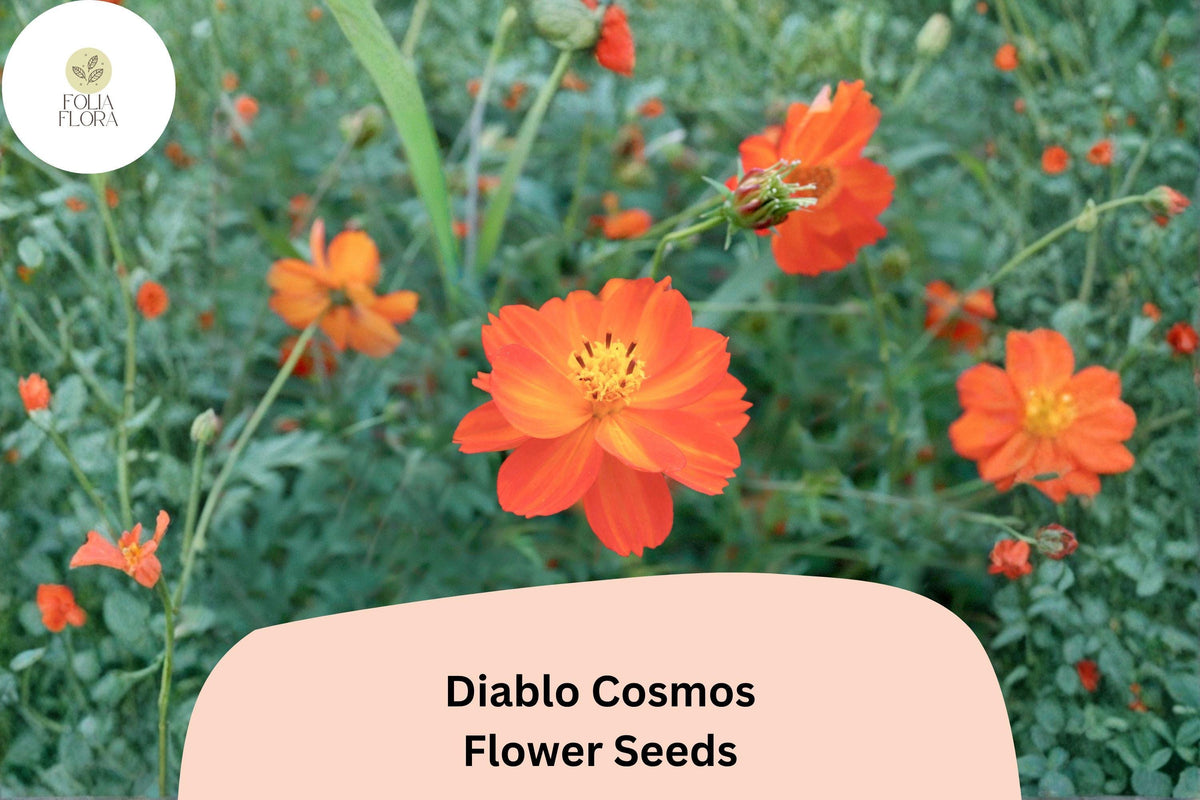 Diablo Cosmos Seeds | Bright Orange-Red Annual Flower | Cosmos sulphureus ‘Diablo’ | Pollinator-Friendly, Drought-Tolerant