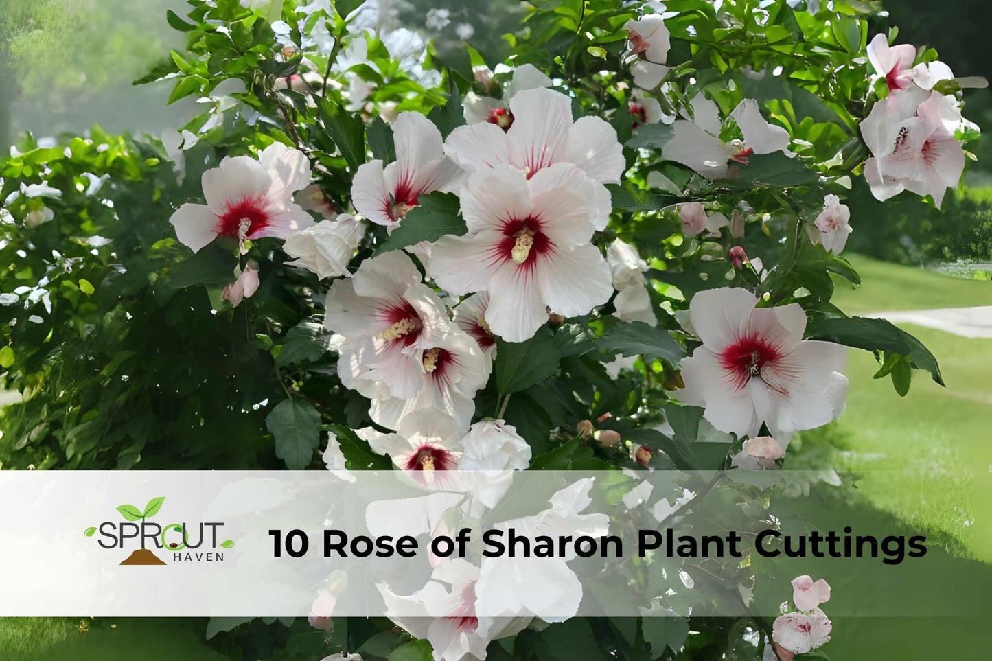 10 Rose of Sharon Cuttings, Hibiscus syriacus, White & Purple Flowering Shrubs, Unrooted Perennial Hedges & Garden Accents