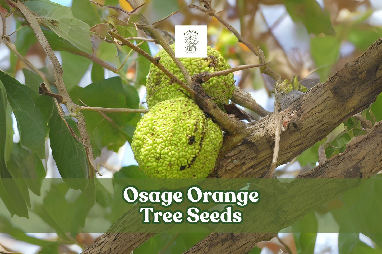Osage Orange Tree Seeds – Maclura pomifera – Hardy Hedge & Ornamental Tree with Green Fruit, Deciduous, Full Sun, 20 Seeds