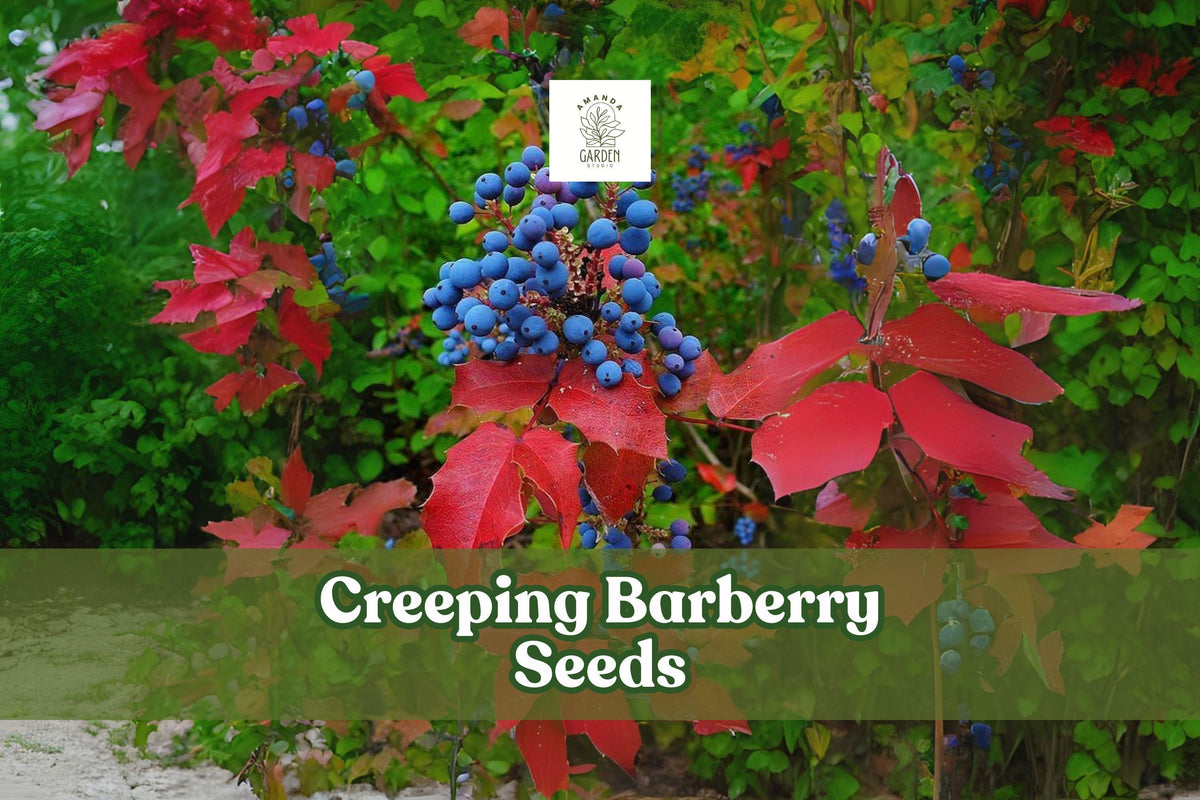 Creeping Barberry Seeds, Evergreen Ground Cover, Ornamental Berries, Mahonia repens, Drought Tolerant, Low-Growing Shrub Seeds