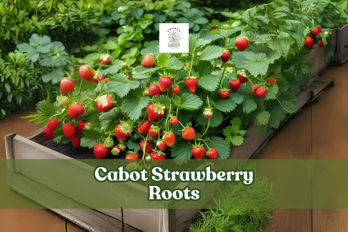 Bare Root Strawberry Plants – 5 Cabot Fragaria × ananassa Hardy Perennial with Large Juicy Fruit for Garden or Container