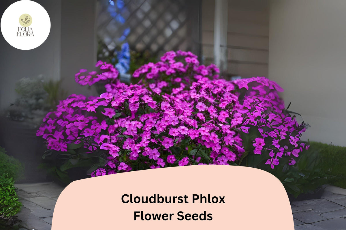 Cloudburst Phlox Seeds | Perennial Purple-Magenta Flowers | Phlox paniculata Hybrid | 100+ Seeds for Borders & Pollinator Gardens