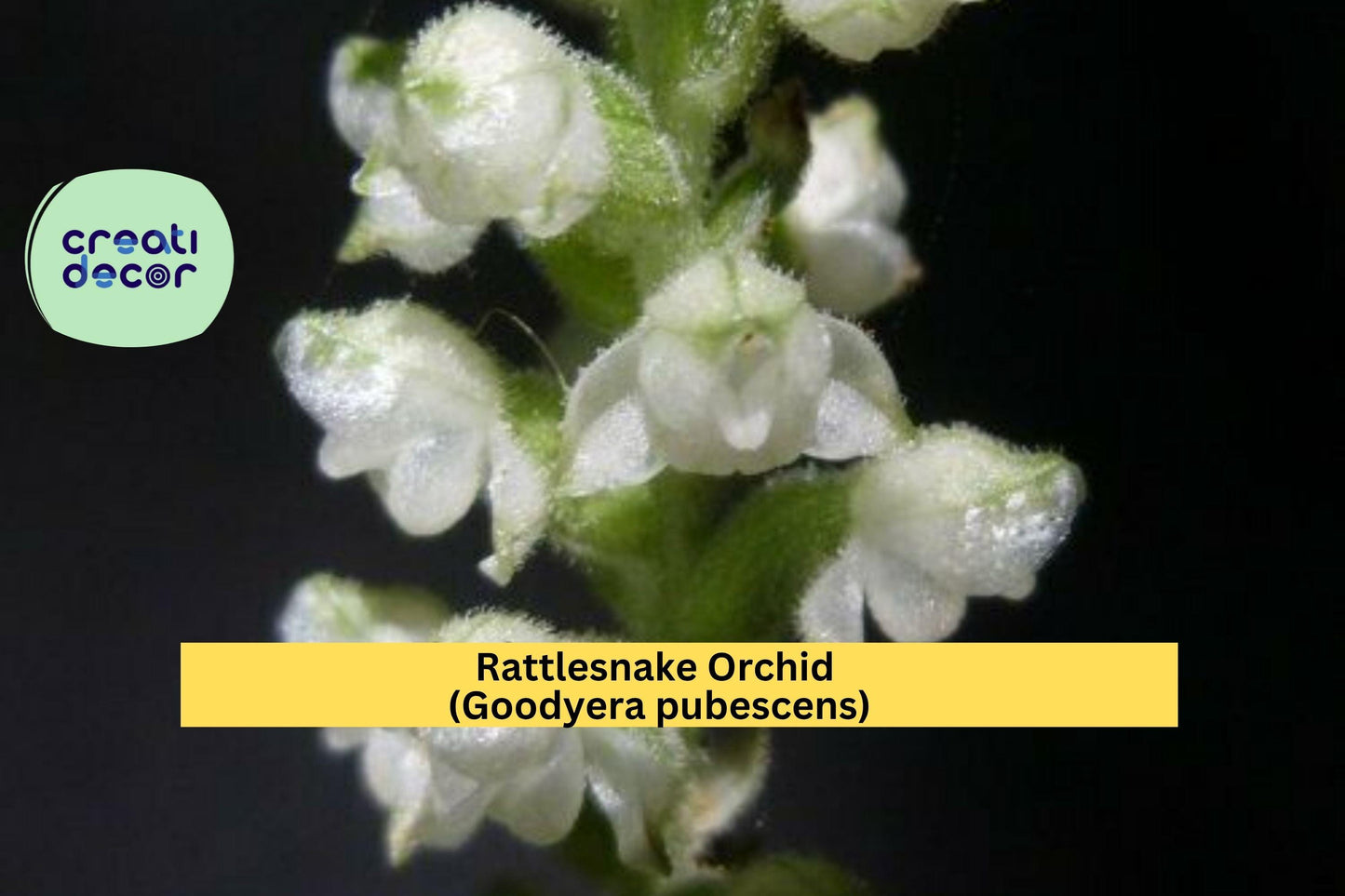 Rattlesnake Orchid Plant Set of 5 Live Roots | Goodyera pubescens Perennial Terrestrial Orchid for Shade Gardens