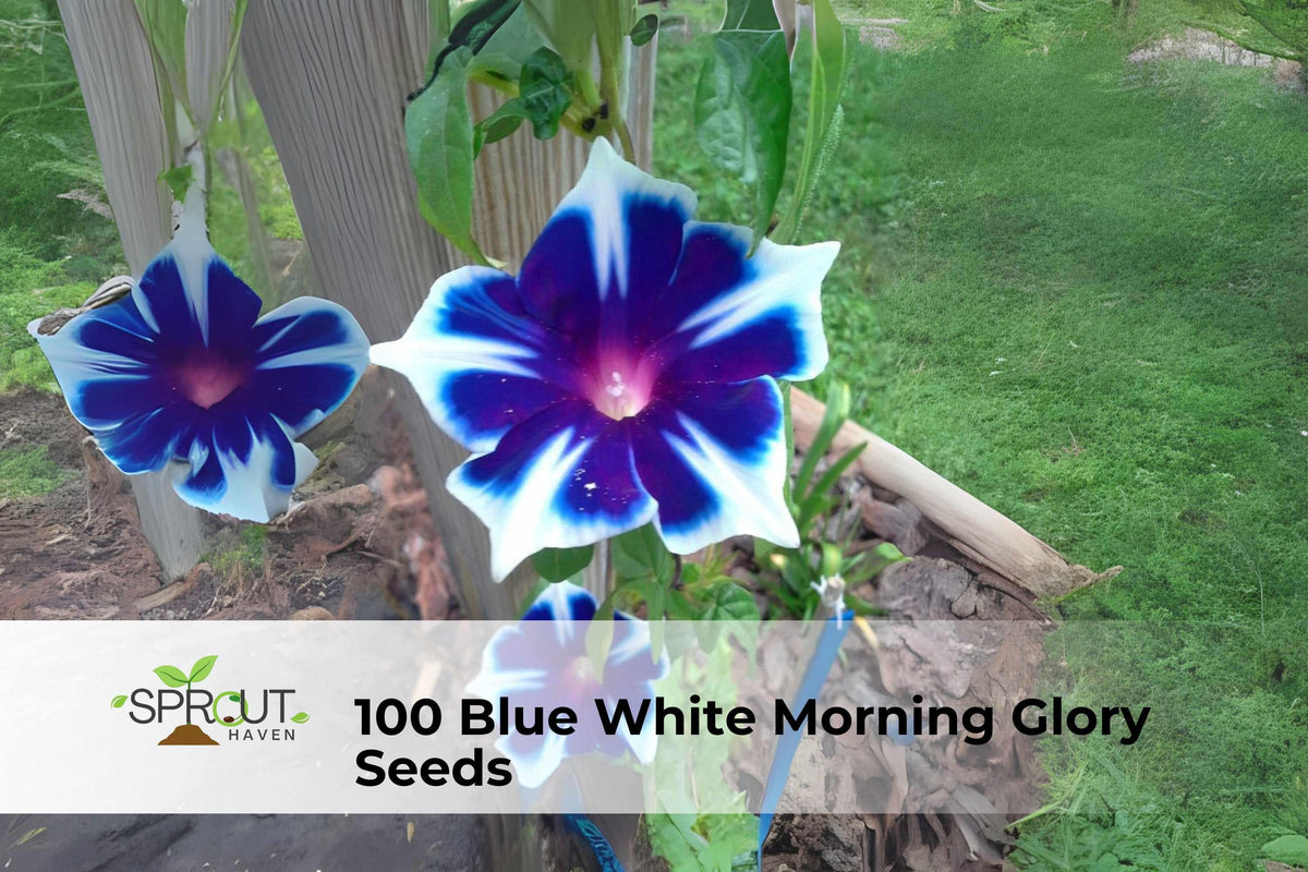 Blue & White Morning Glory Seeds | Ipomoea tricolor Climbing Vine for Fences & Trellises, 100 Seeds