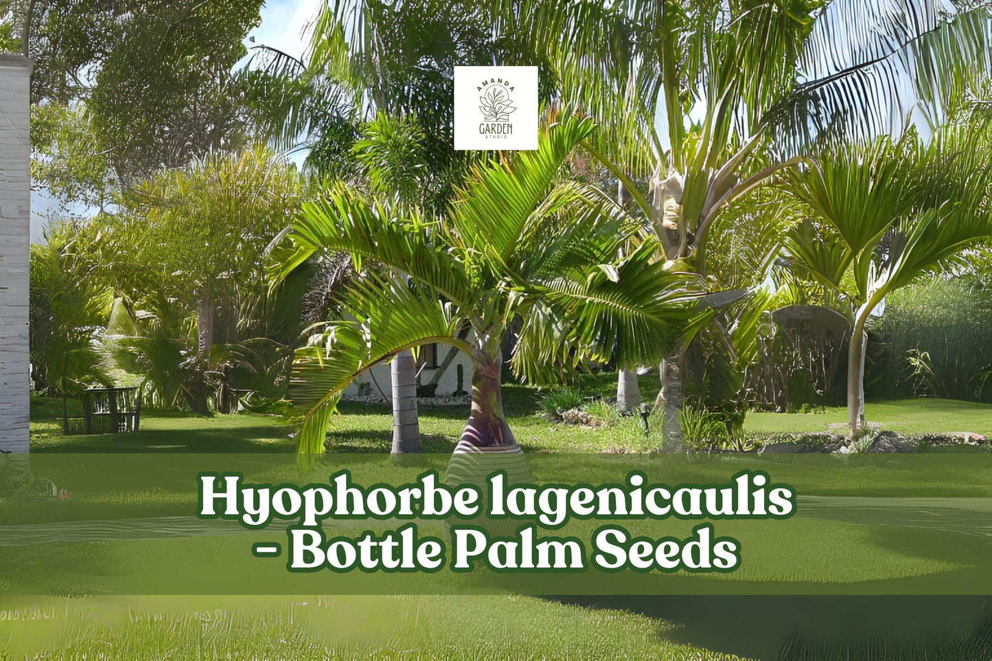 10 Bottle Palm Seeds | Hyophorbe lagenicaulis Tropical Ornamental Palm for Indoor & Garden Cultivation