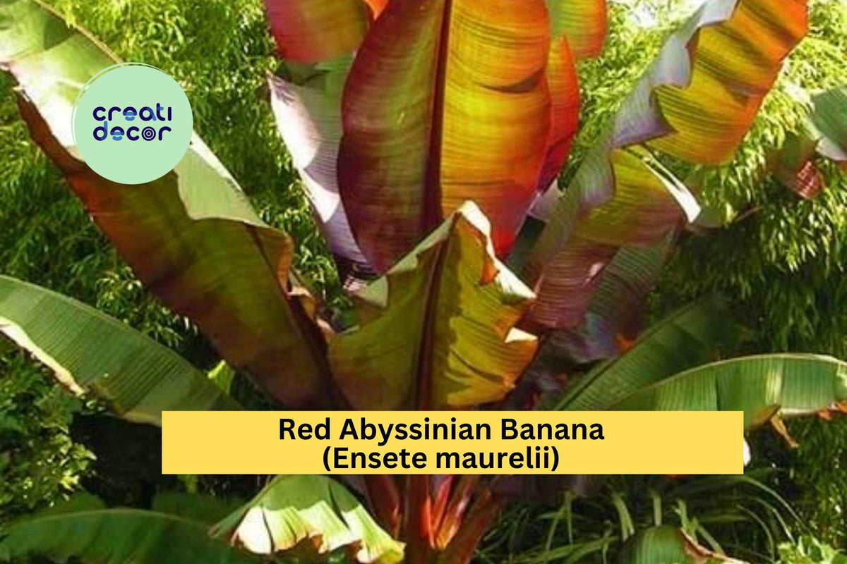 Red Abyssinian Banana Plant | Live Ensete maurelii Starter | Ornamental Tropical Foliage for Patio, Garden, or Container