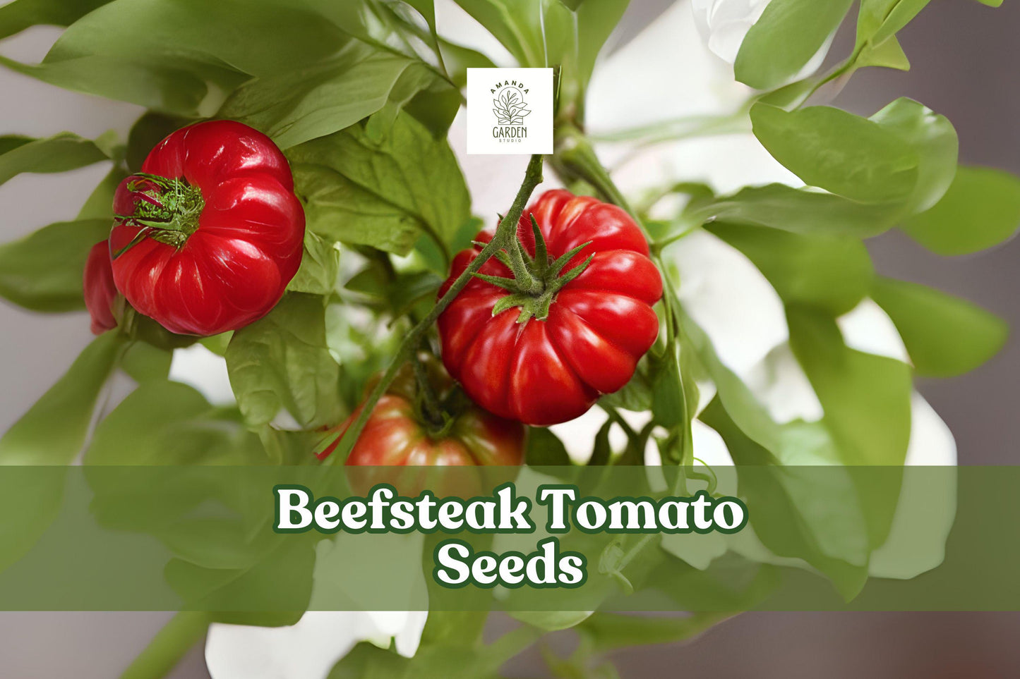 50 Beefsteak Tomato Seeds – Indeterminate Heavy Producer, Large Meaty Slicers, Classic Flavor, Non-GMO, Open-Pollinated
