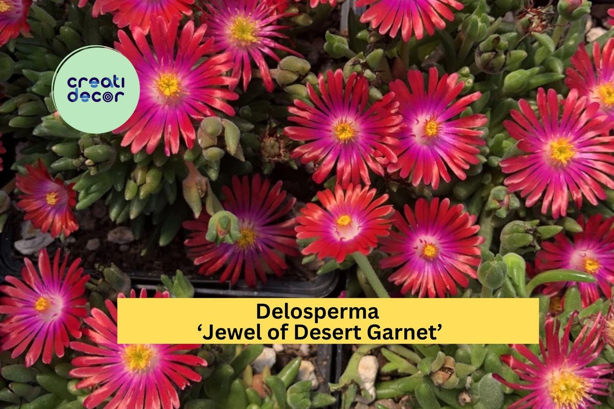 Delosperma ‘Jewel of Desert Garnet’ Ice Plant | Hardy Succulent Groundcover with Red Blooms | Live Perennial Starter Plant
