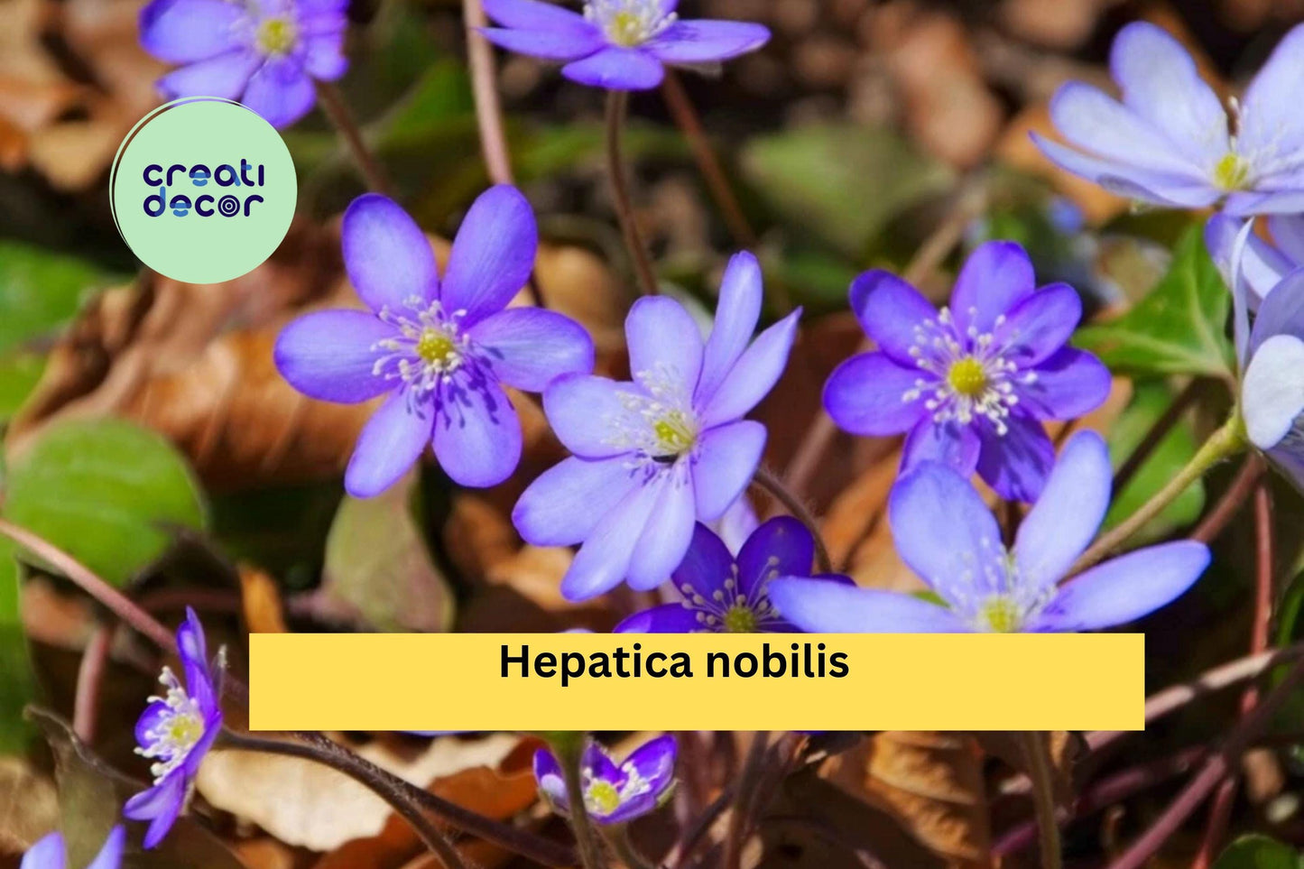 Hepatica nobilis Live Plant | Bare Root Woodland Perennial with Blue-Purple Flowers | Shade Garden Flower