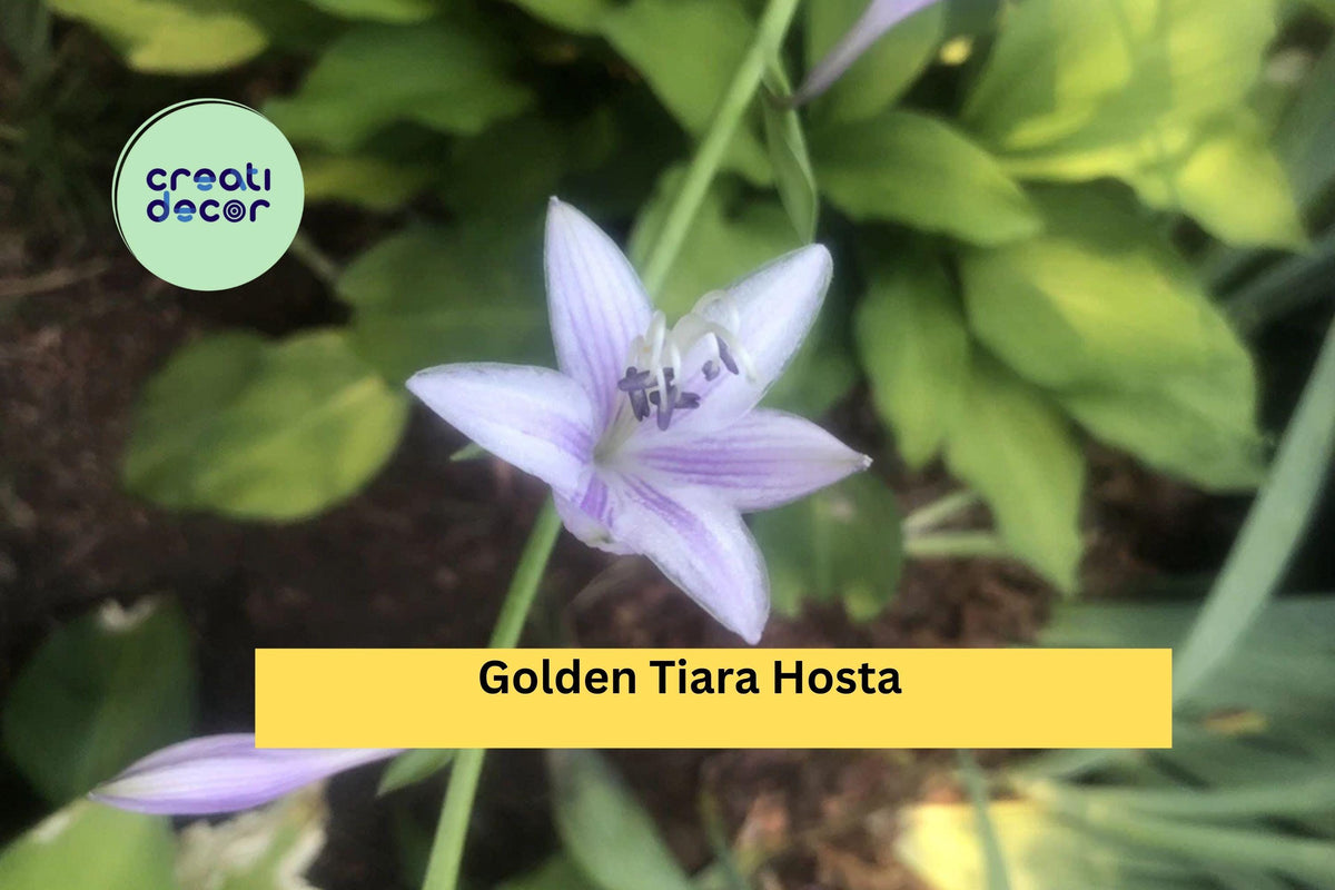 Golden Tiara Hosta Live Plants – 5 Bare Root Shade Perennials with Purple Summer Flowers, Compact Green & Gold Foliage, Hosta ‘Golden Tiara’