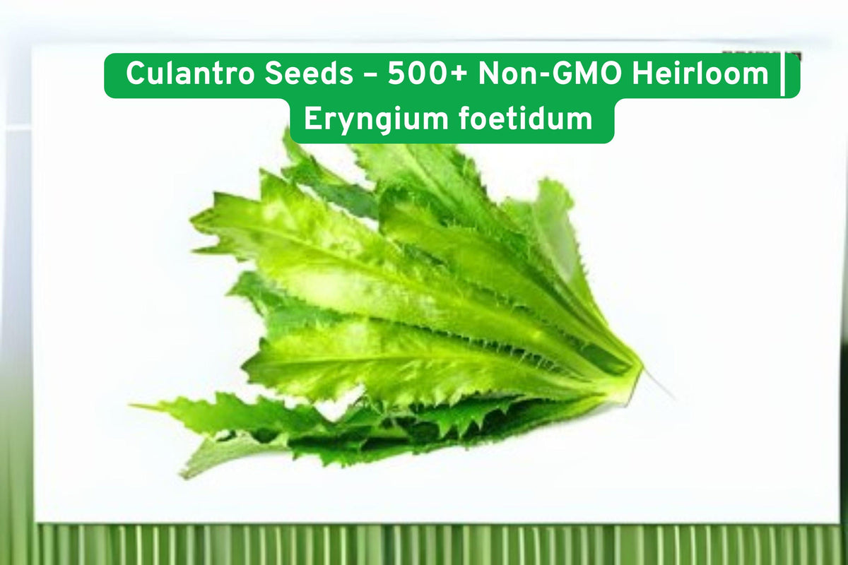 Culantro Seeds – 500+ Non-GMO Heirloom Eryngium foetidum for Strong Cilantro Flavor, Warm Season Herb