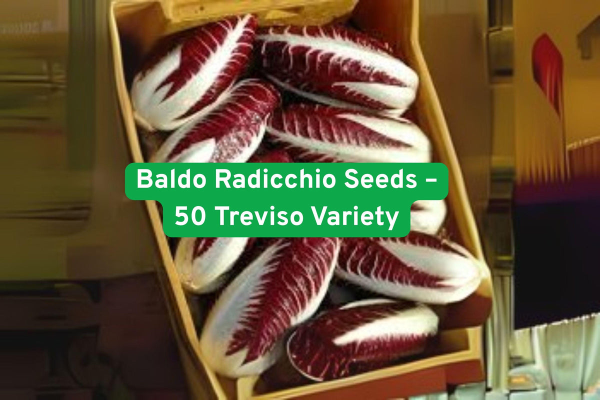 Baldo Radicchio Seeds – Treviso Variety, Cold-Tolerant, Non-GMO, Gourmet Salad, Cichorium intybus
