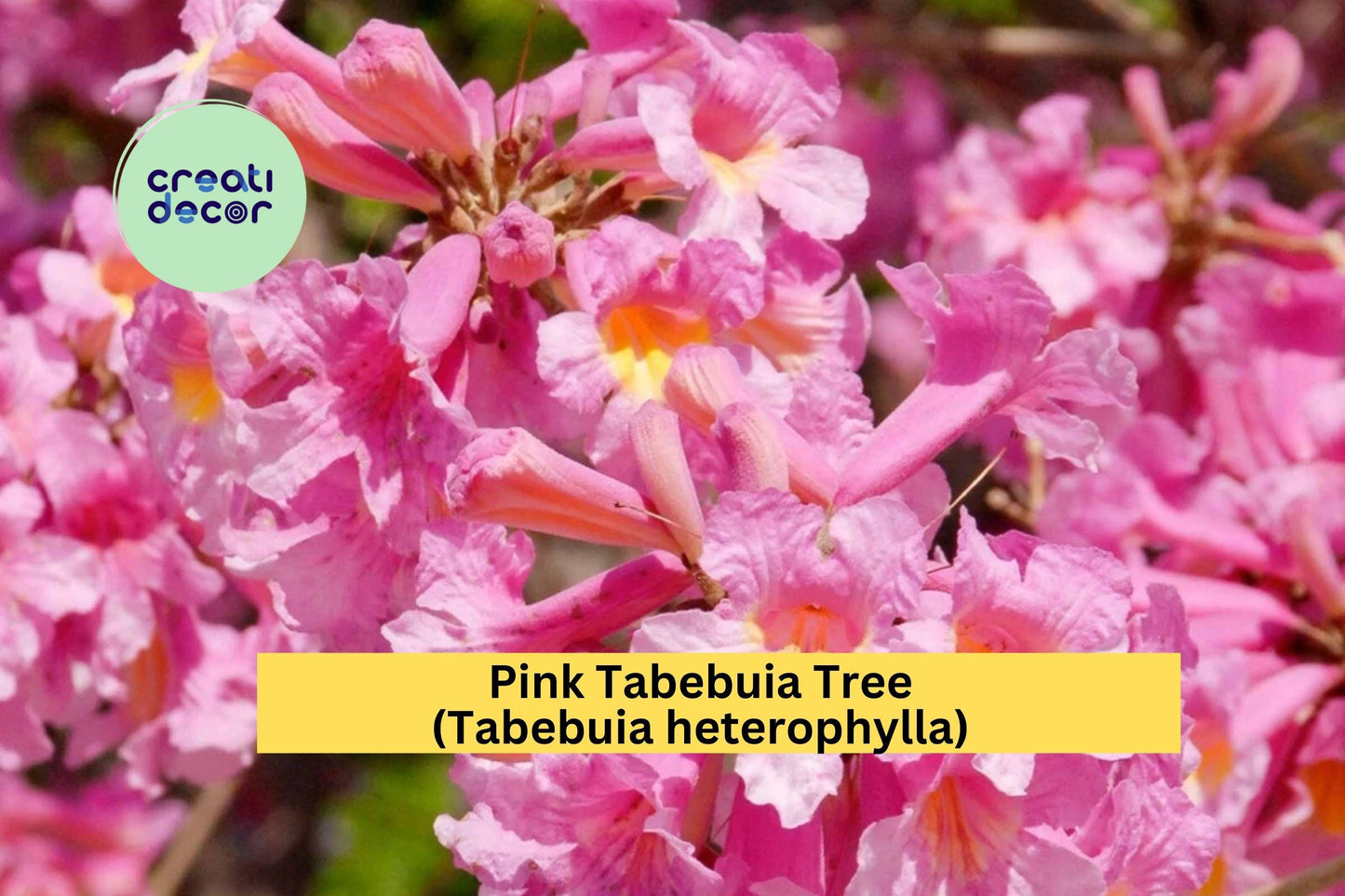 Pink Tabebuia Trumpet Tree | 12–18 Inch Rooted Starter Plant | Ornamental Flowering Tree | Tabebuia heterophylla