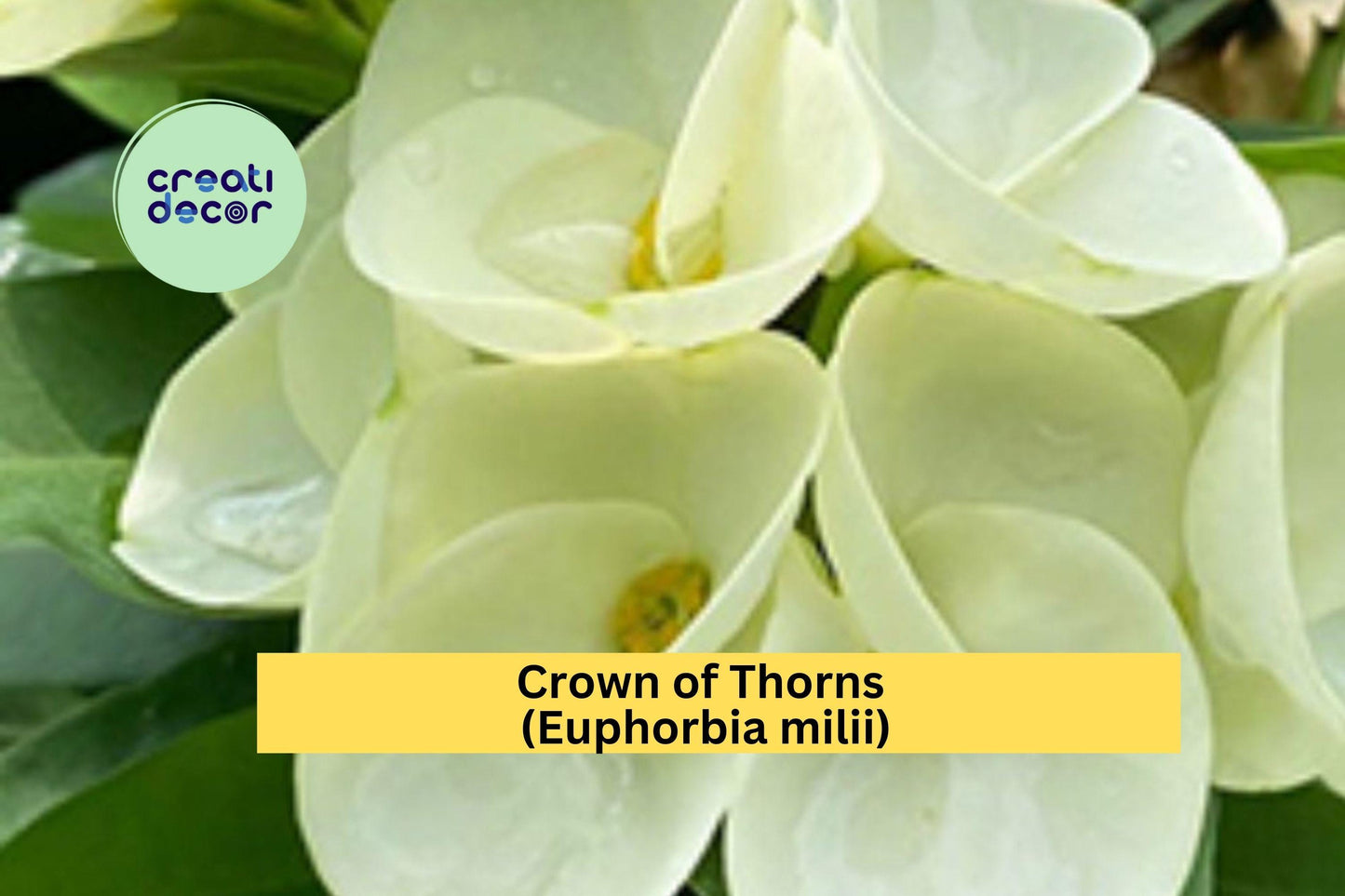 Crown of Thorns Cutting | Unrooted Euphorbia milii Succulent with White Flowers for Propagation & Indoor Gardening