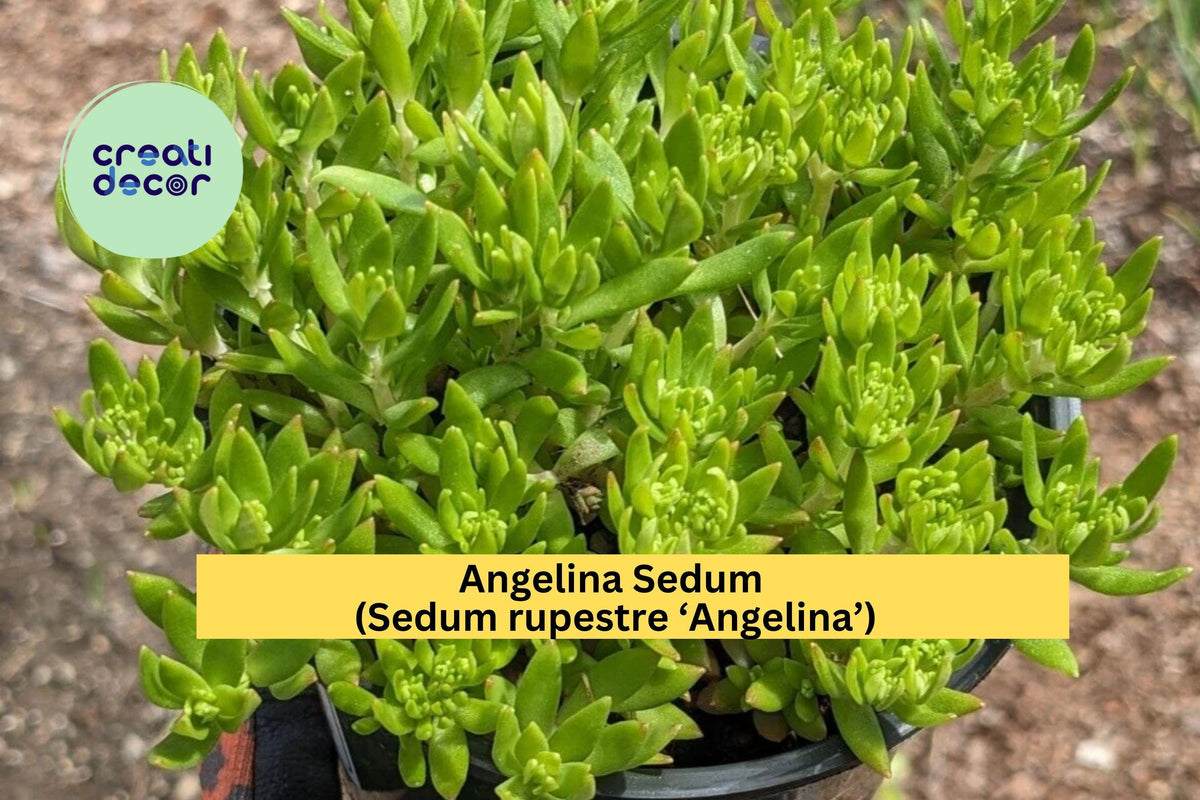 Angelina Sedum Live Plant | Ground Cover Succulent | Golden Green to Orange | Sedum rupestre ‘Angelina’