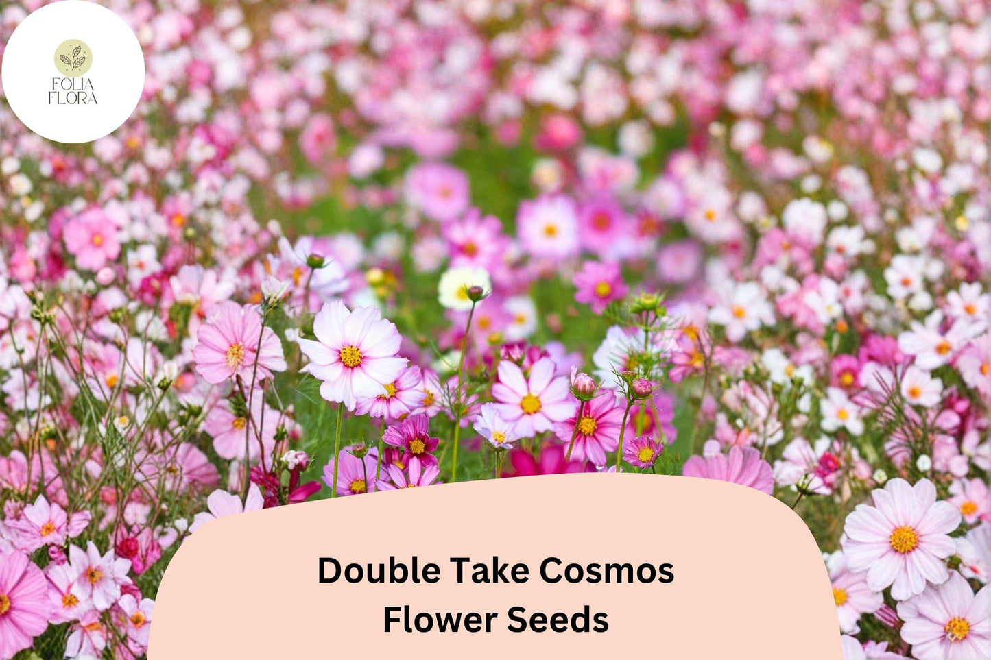 Double Take Cosmos Seeds | Pink, White & Rose Flower Garden | Cosmos bipinnatus ‘Double Take’ Annual Seeds