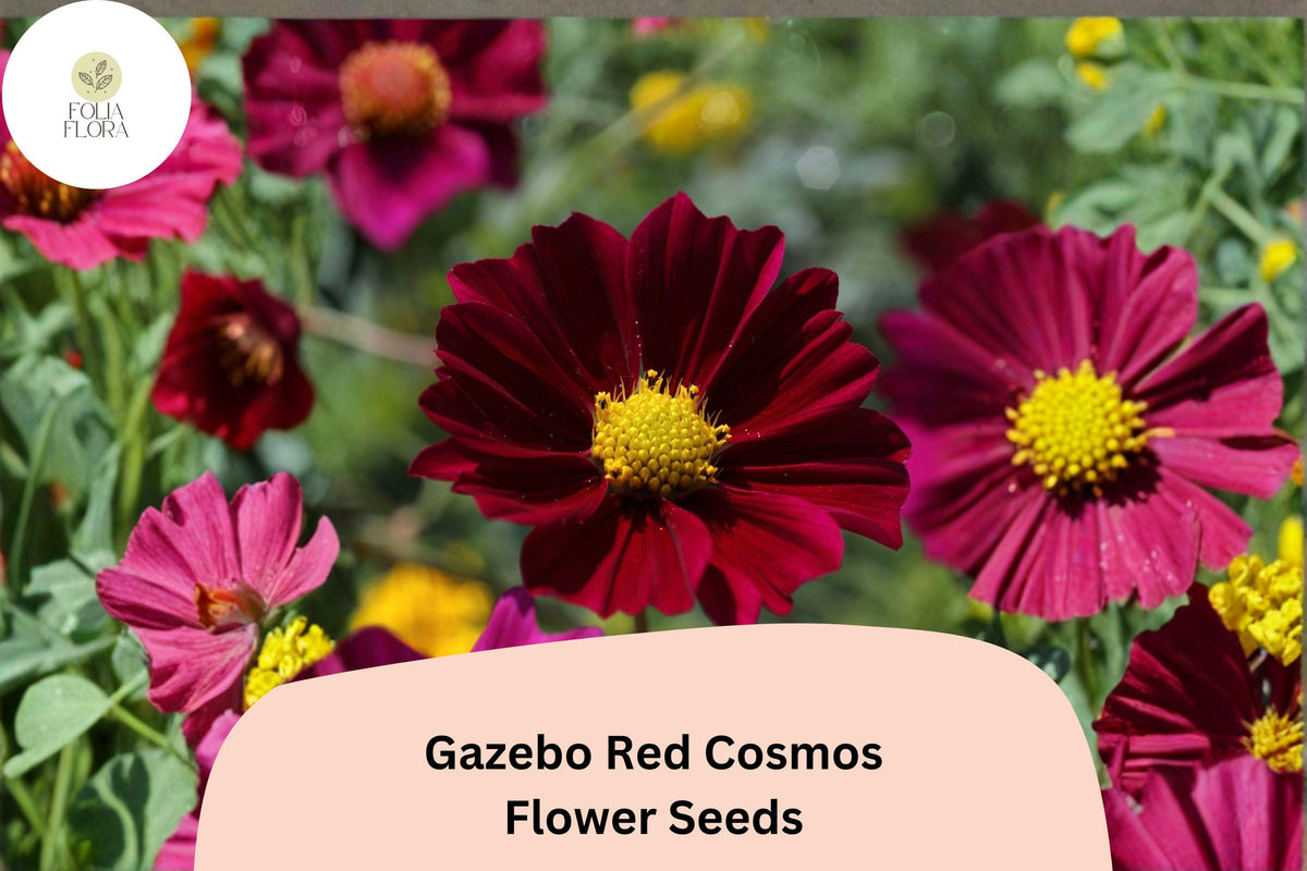 Gazebo Red Cosmos Flower Seeds | Scarlet Red Blooms | Cosmos bipinnatus ‘Gazebo Red’ | Annual Garden Seeds