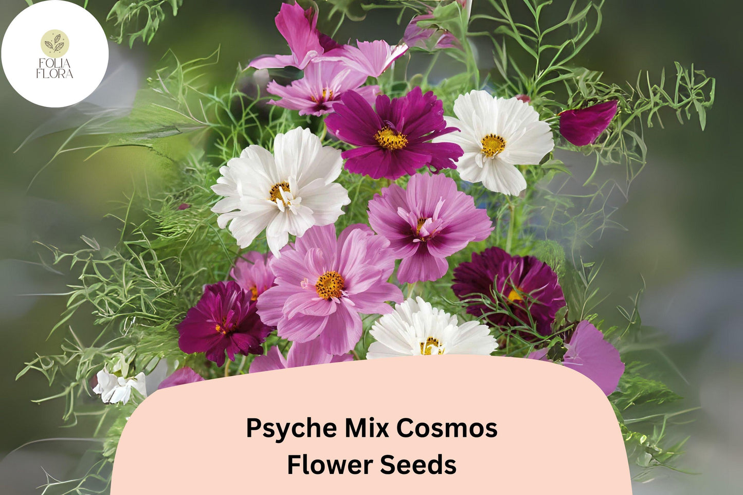 Psyche Mix Cosmos Seeds | White, Pink, Red Semi-Double Blooms | Cosmos bipinnatus | Butterfly & Pollinator Friendly Annual