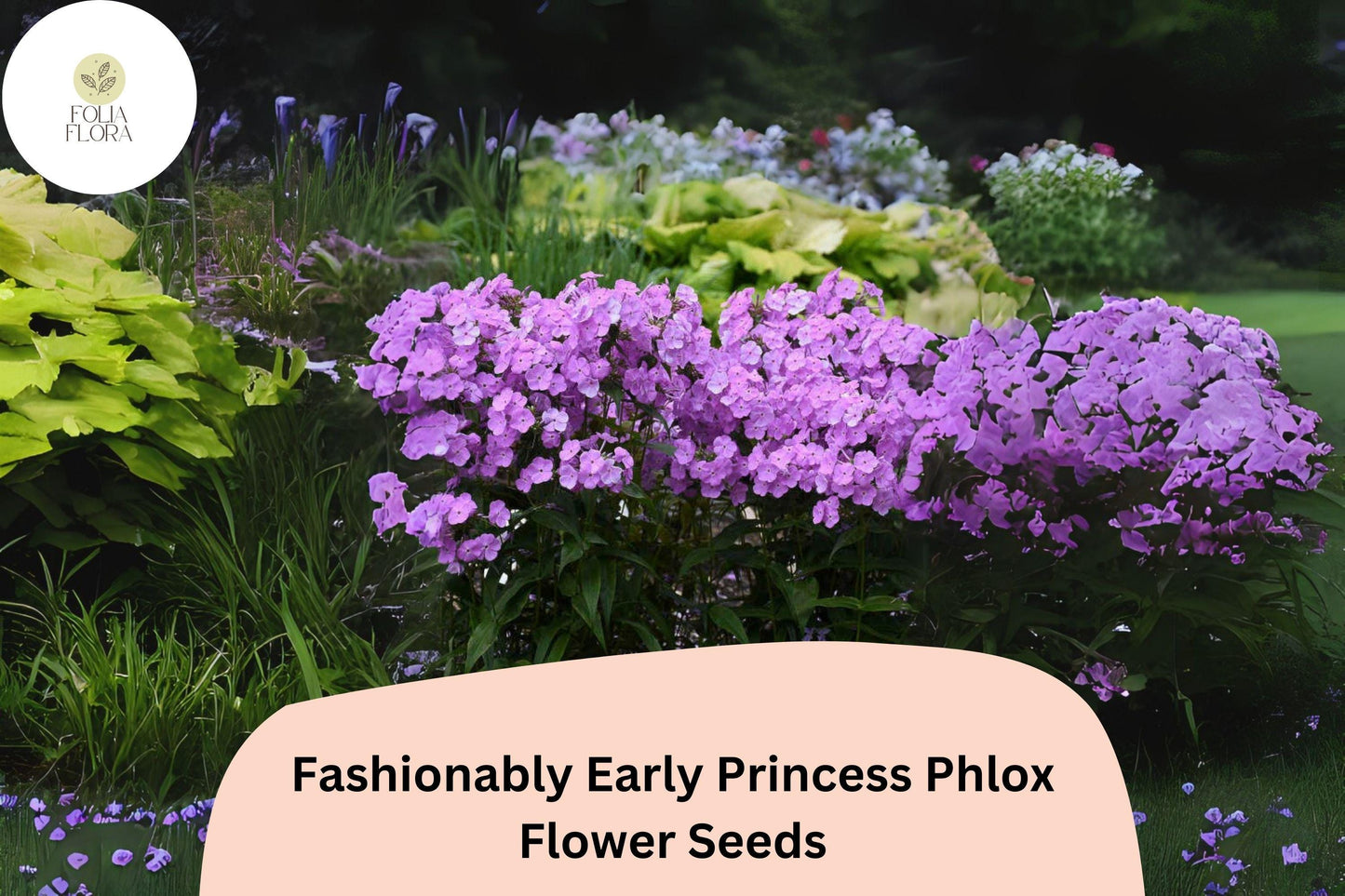 Fashionably Early Princess Phlox Seeds | Pink Perennial Flowers | Phlox paniculata | Attracts Bees & Butterflies