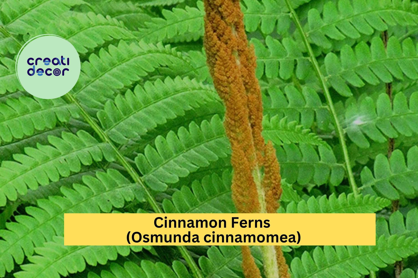 Cinnamon Fern Bare Root 3-Pack Osmunda cinnamomea Hardy Shade Perennial for Woodland Gardens