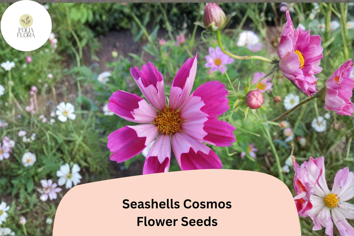 Seashells Cosmos Seeds | Pink & White Fluted Blooms | Cosmos bipinnatus | Pollinator-Friendly Annual Garden Seeds
