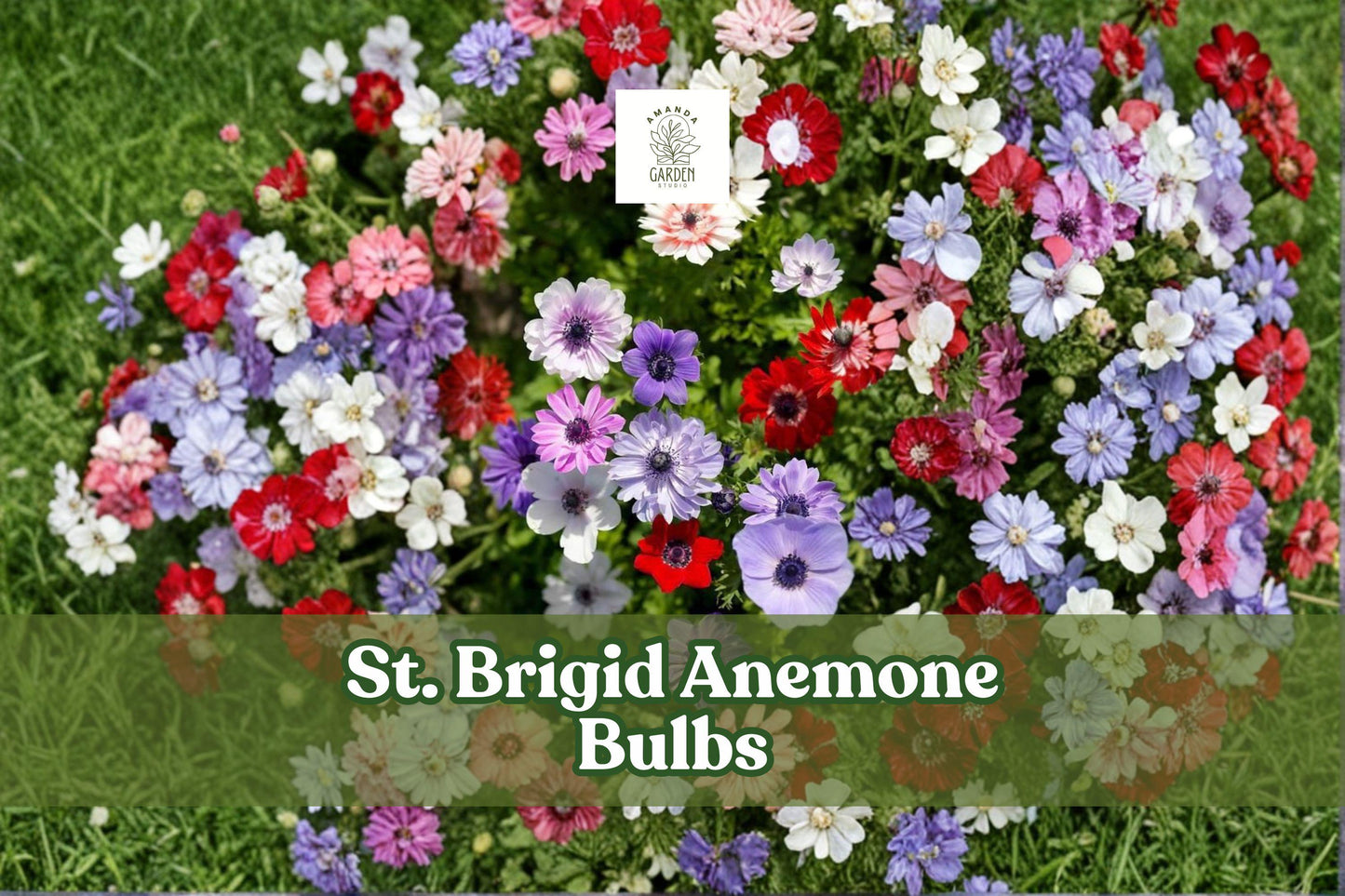 10 St. Brigid Anemone Bulbs, Double Blooms, Mixed Colors, Anemone coronaria, Spring Flowering Perennials