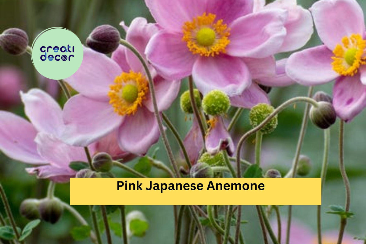 Pink Japanese Anemone Bare Root Plant | Hardy Perennial Flowering Plant | Anemone hupehensis for Fall Garden Landscaping