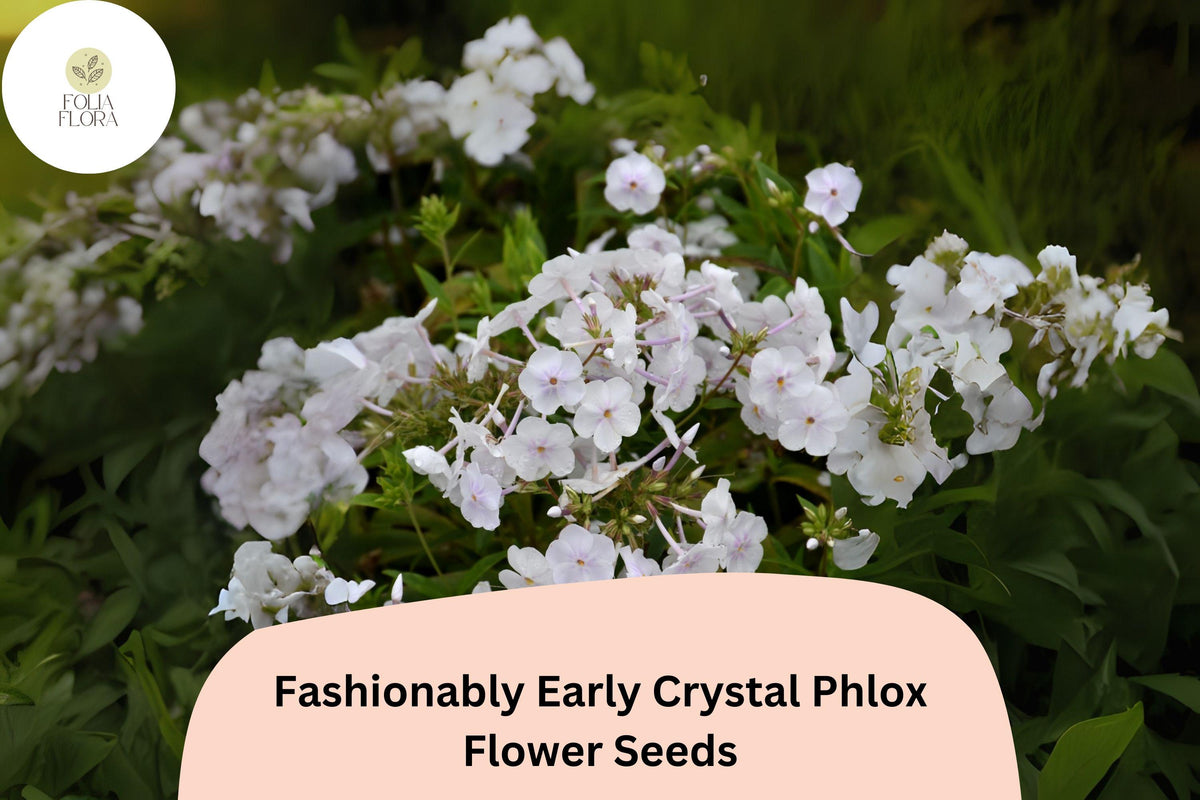 White Crystal Phlox Seeds | Early Perennial Flowers for Borders & Cut Flowers | Phlox paniculata