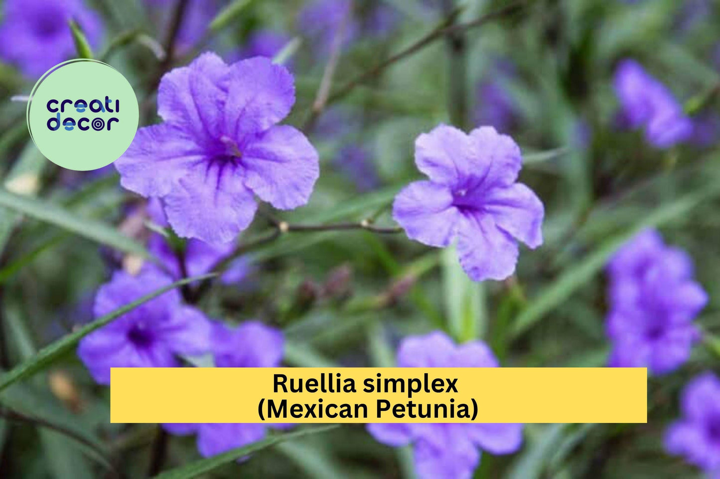 Mexican Petunia Roots – Ruellia simplex – 6 Rhizome Cuttings for Borders, Butterfly Habitat, Purple Flowers, Hardy Perennial